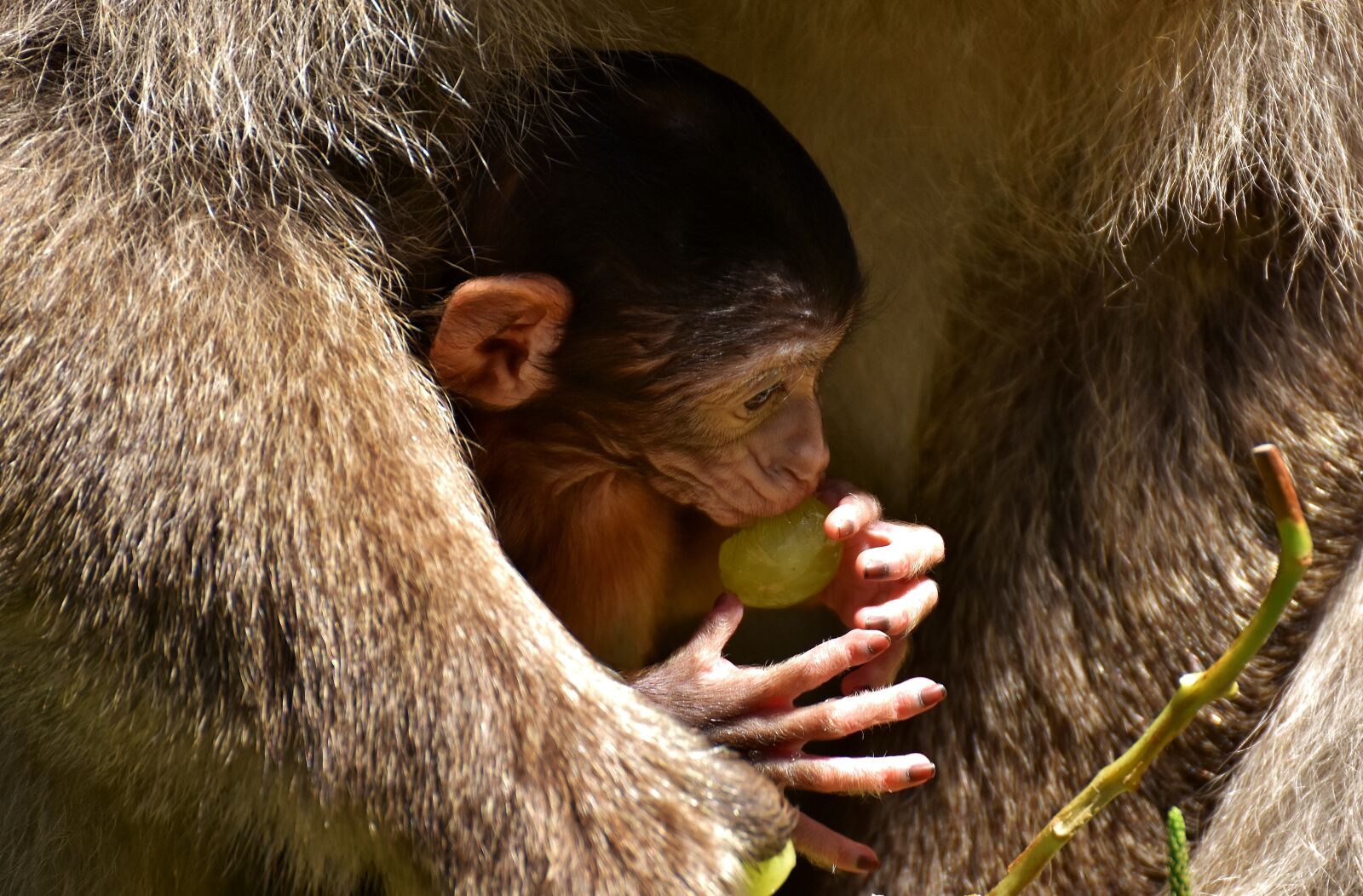 Nikon D7200 sample photo. Ape, baby monkey, barbary photography