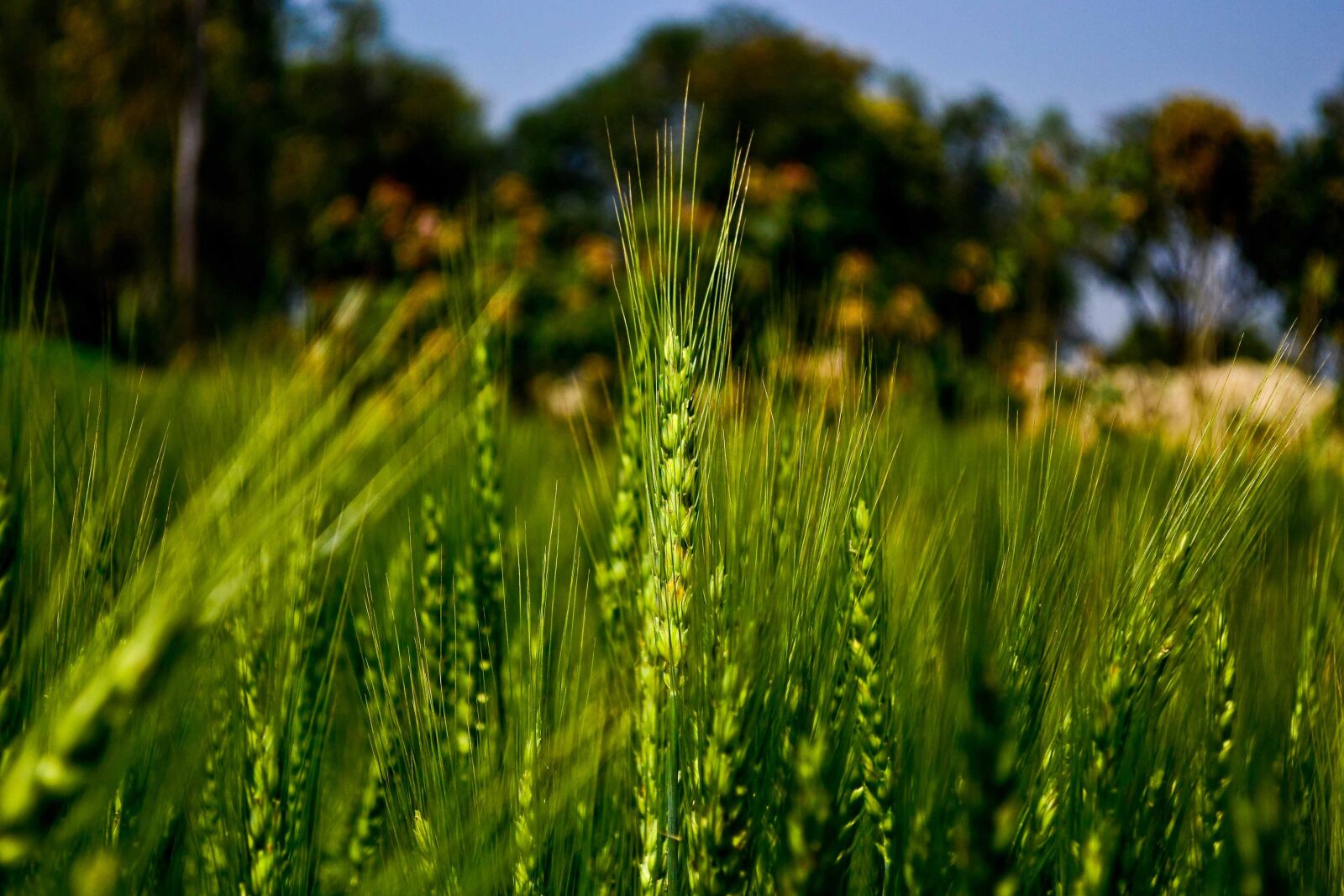 Nikon D3100 sample photo. Cereal, crop, field photography