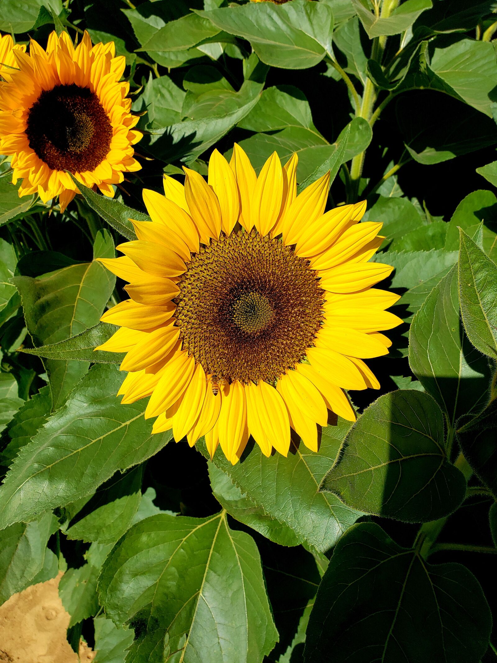 Samsung Galaxy S9+ sample photo. Sunflower, bloom, yellow photography
