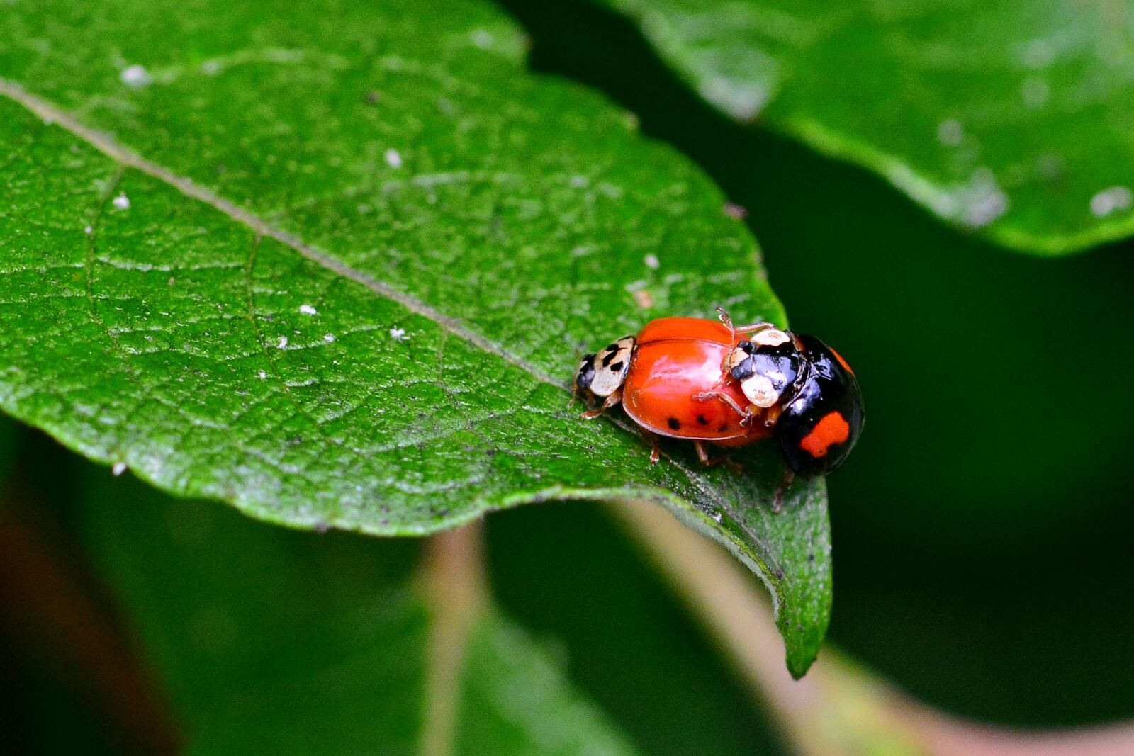 Nikon D5200 sample photo. Ladybug, pairing, nature photography