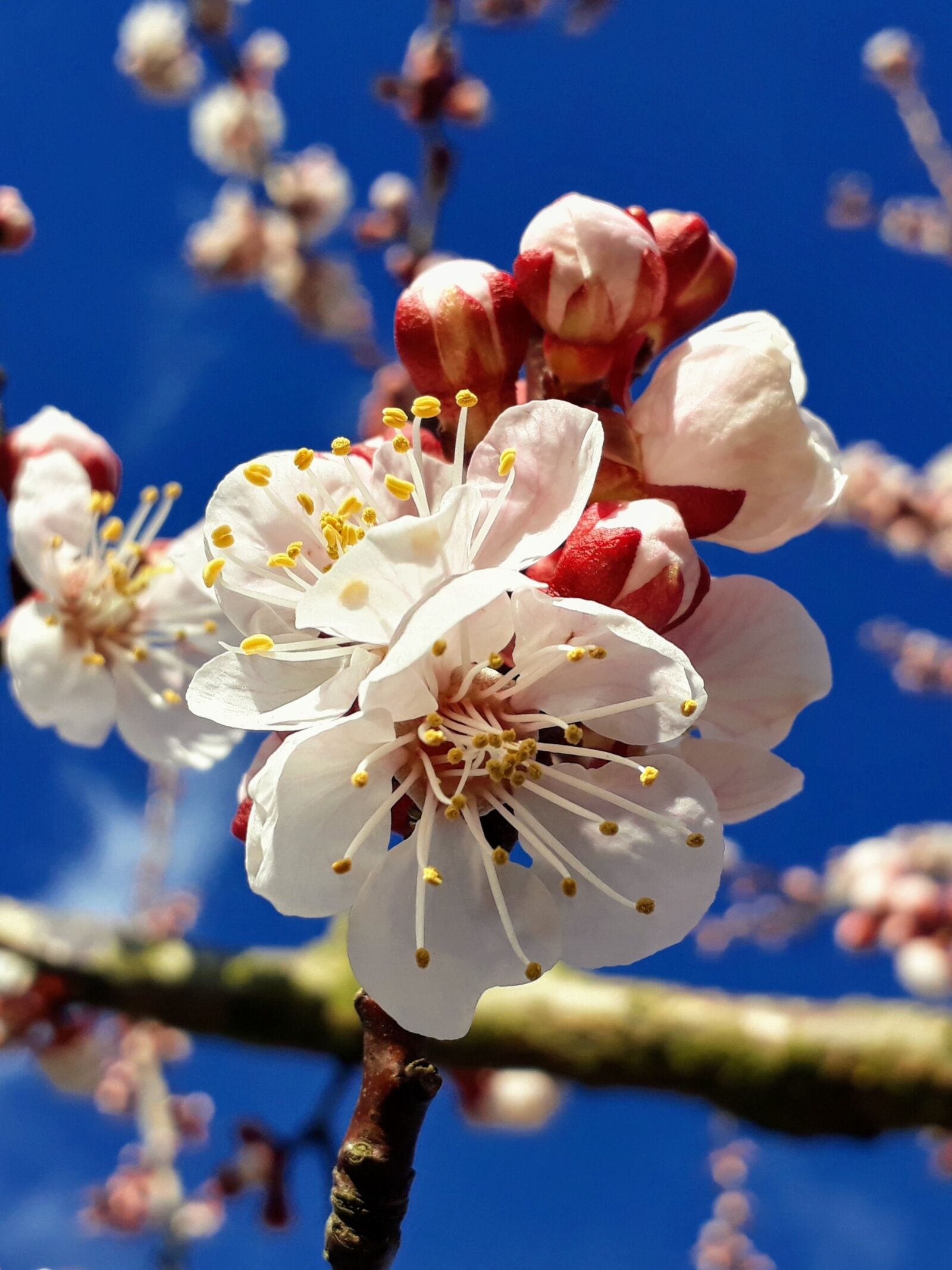 Samsung Galaxy A3(2017) sample photo. Apricot blossom, apricot, blossom photography