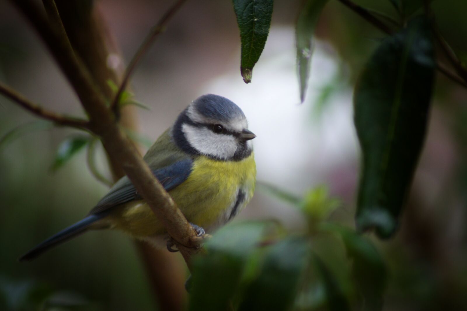 Pentax K-70 sample photo. Bird, animal world, nature photography