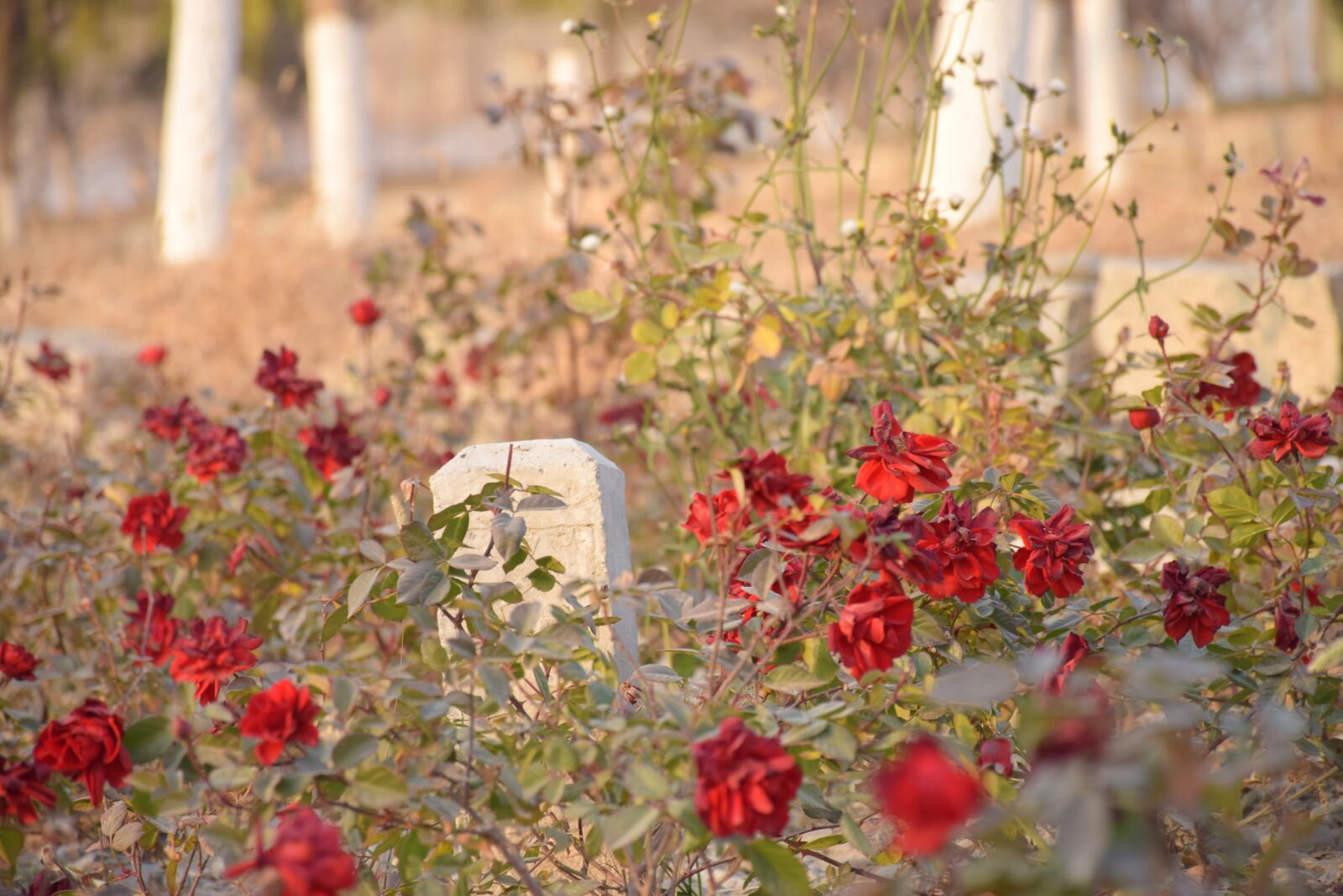 Nikon D5300 sample photo. Autumn, rose, tombstone photography