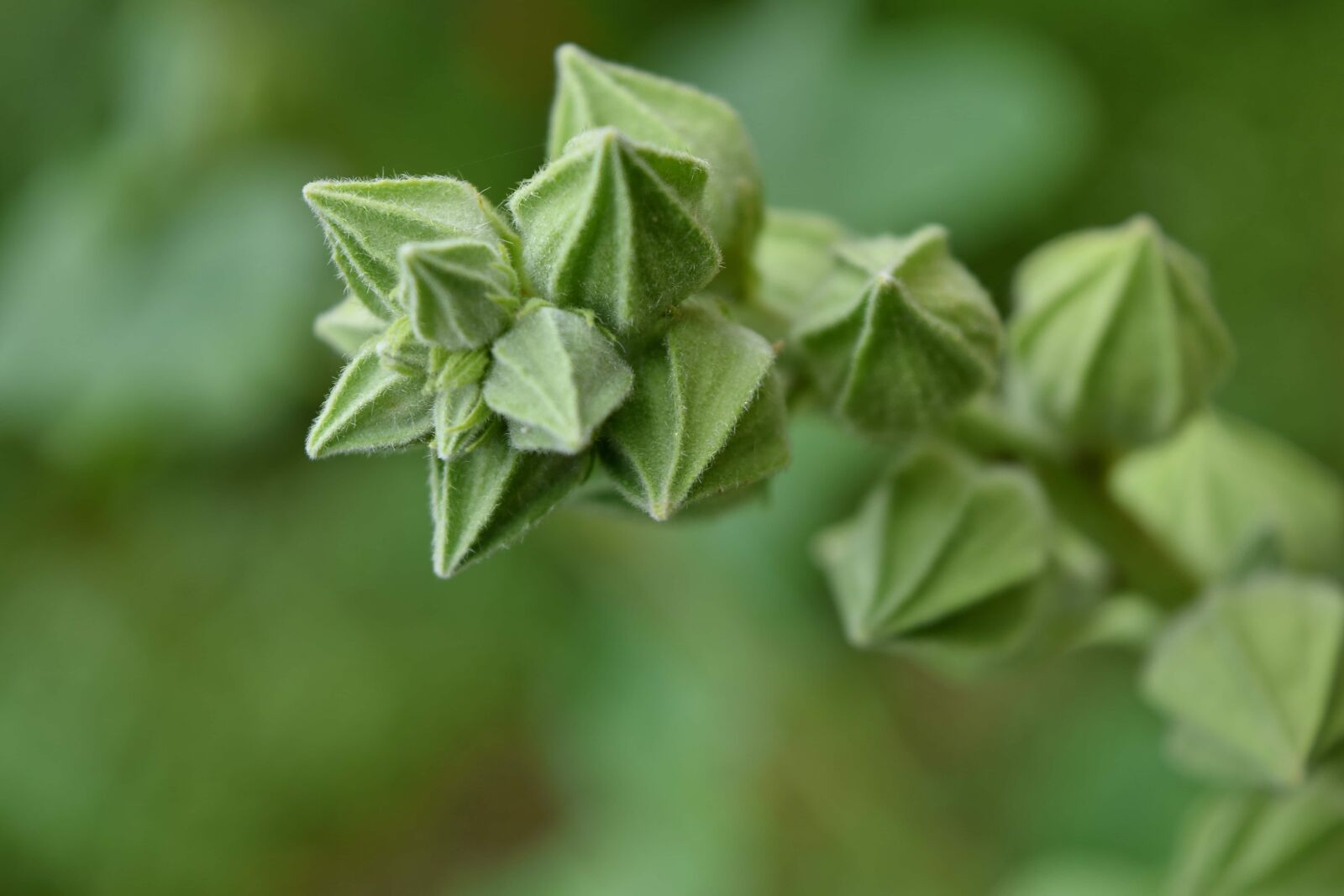 Nikon D5500 sample photo. Blur, ecology, flower bud photography