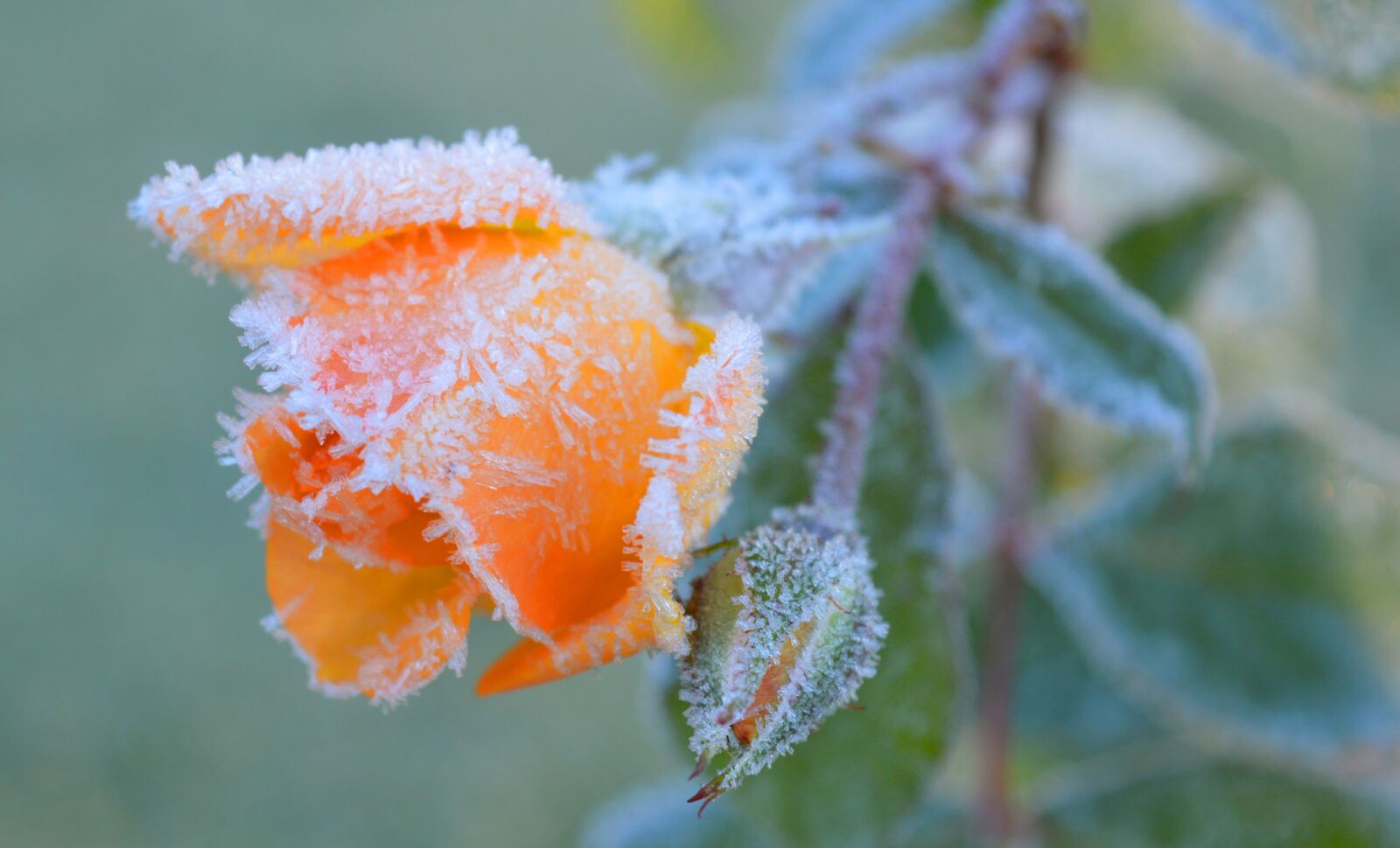 Nikon D3200 sample photo. Rose, blossom, bloom photography