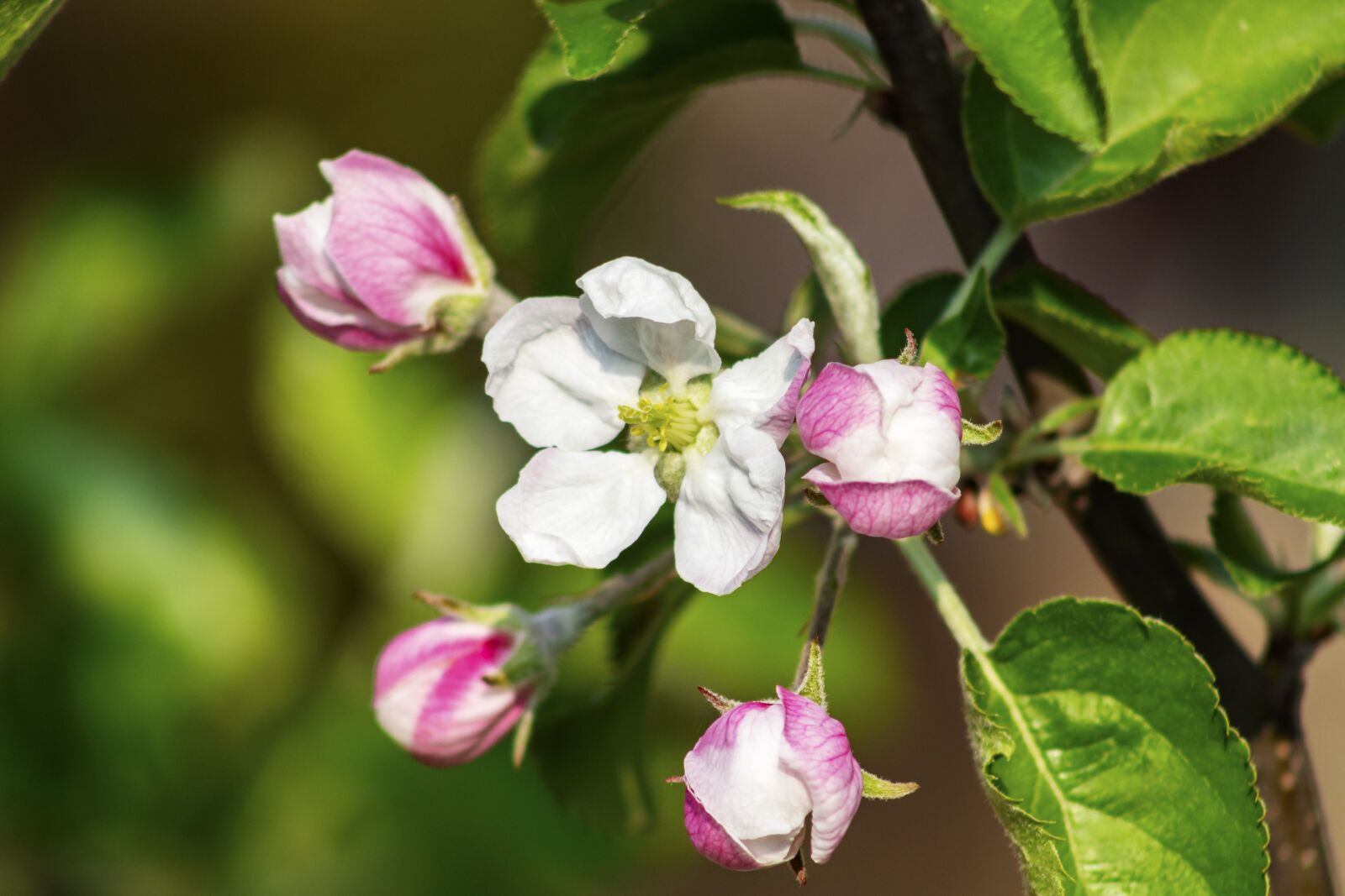 Canon EF75-300mm f/4-5.6 sample photo. Apple, apple tree, flower photography