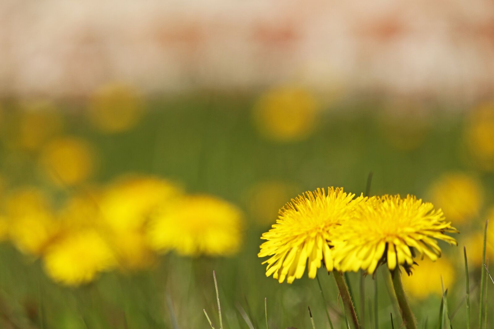 Canon EF-S 55-250mm F4-5.6 IS STM sample photo. Meadow, dandelion, nature photography