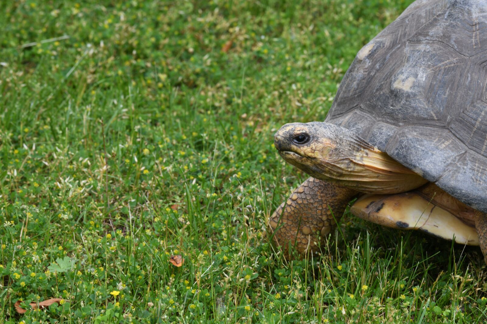Nikon D850 sample photo. Tortoise, turtle, reptile photography