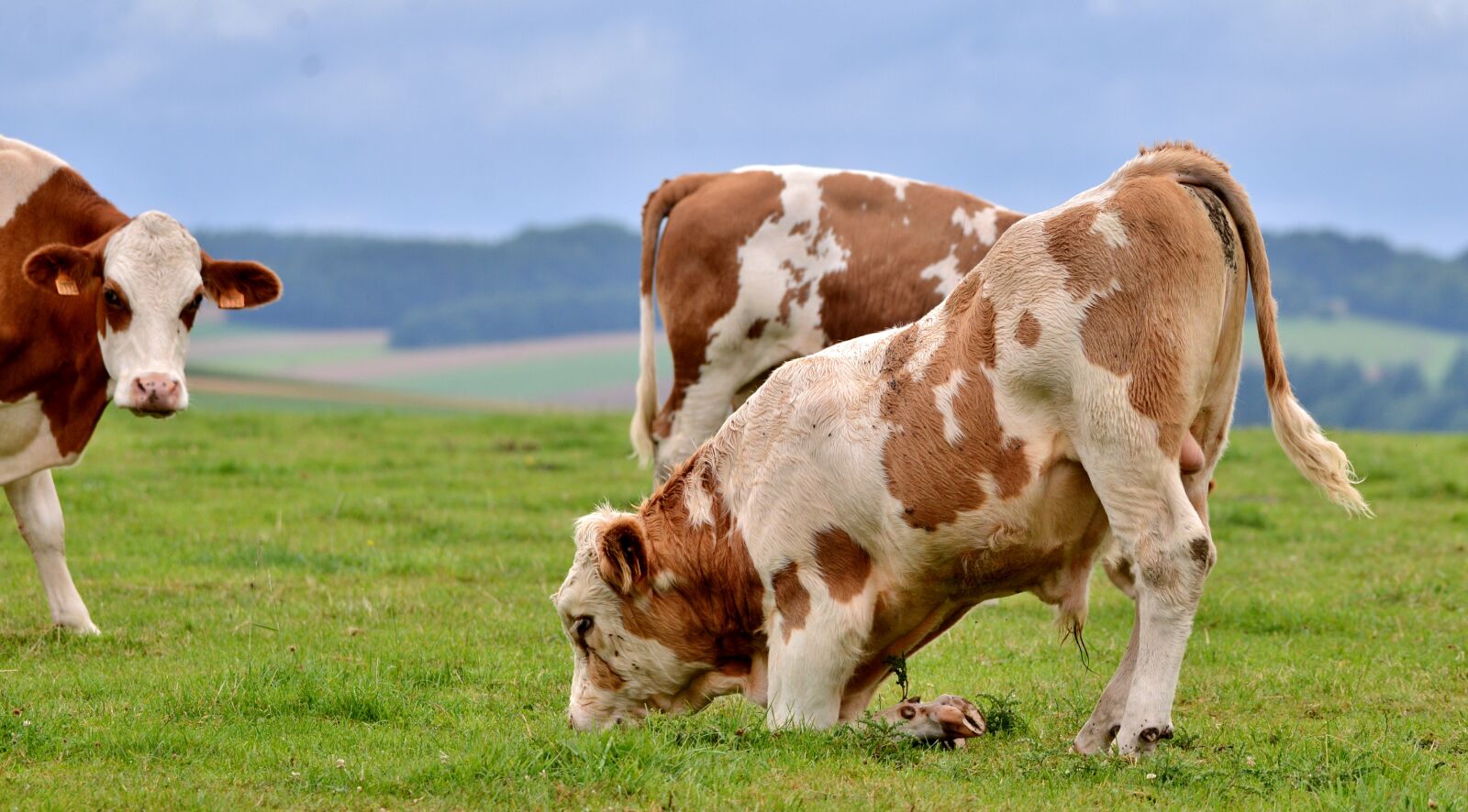 Nikon D600 sample photo. Bull, browser, kneeling photography