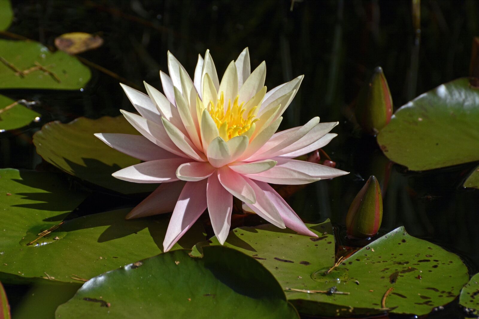 Nikon D7100 sample photo. Water lily, aquatic plant photography