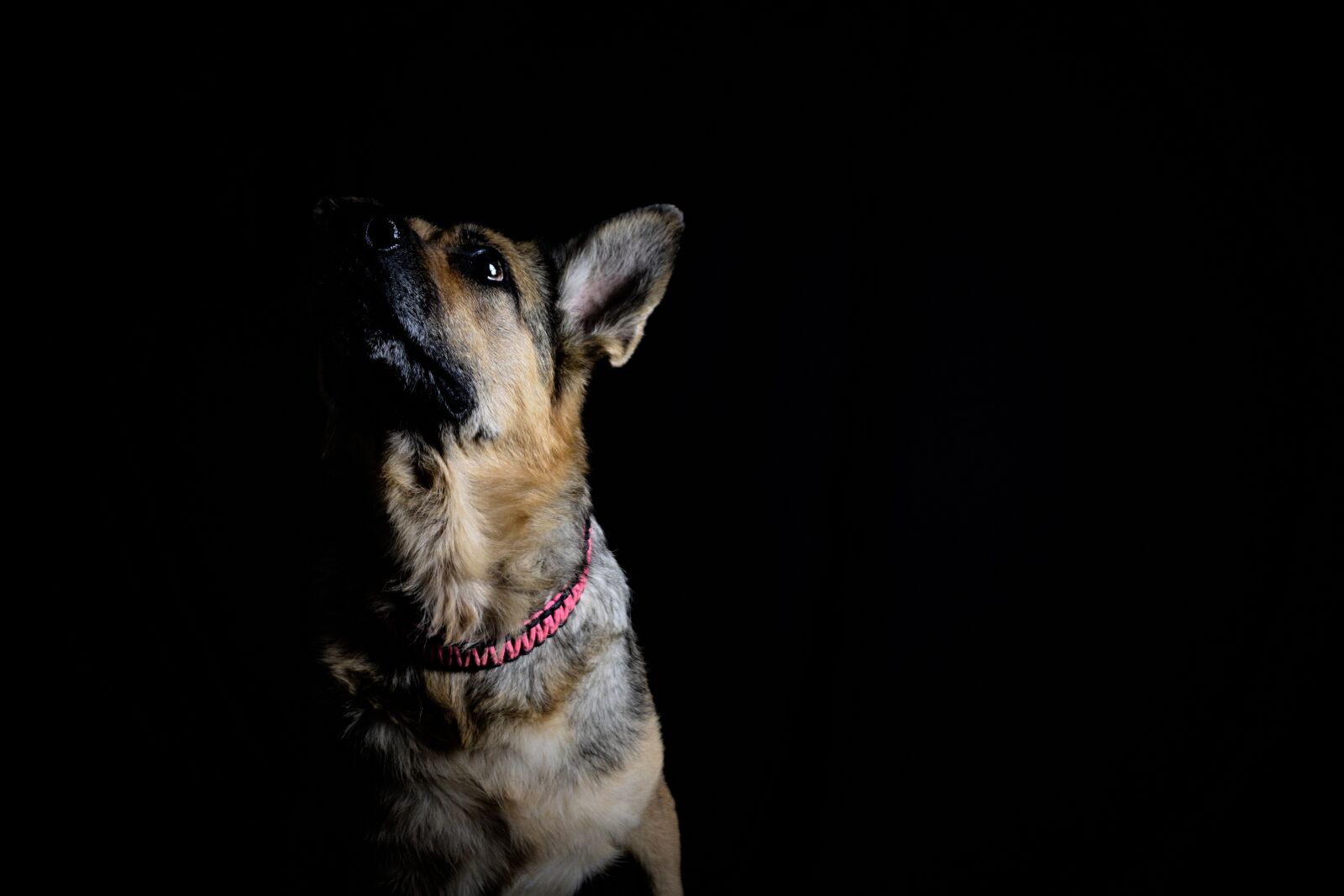 Nikon D5200 sample photo. Dog, anime, shepherd photography