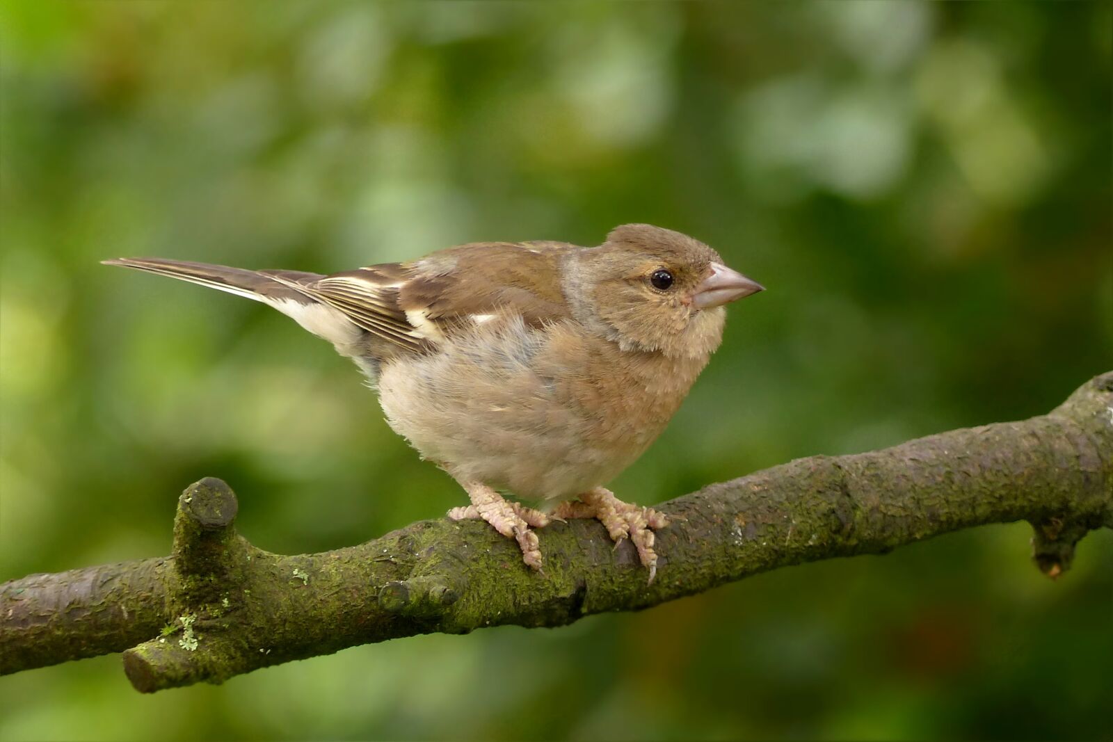 Panasonic Lumix DMC-FZ200 sample photo. Animal, bird, chaffinch photography