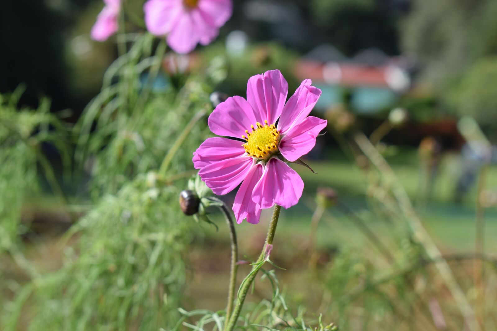 Nikon D5300 sample photo. Flower, beautiful, amazing photography