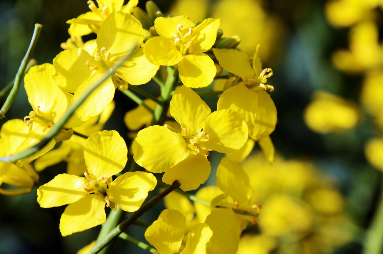 Nikon D7000 sample photo. Rape, yellow, spring photography