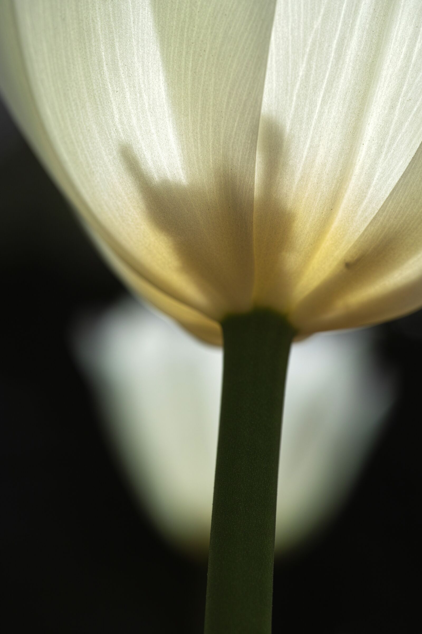 Sigma DP3 Merrill sample photo. Tulips, white, detail photography