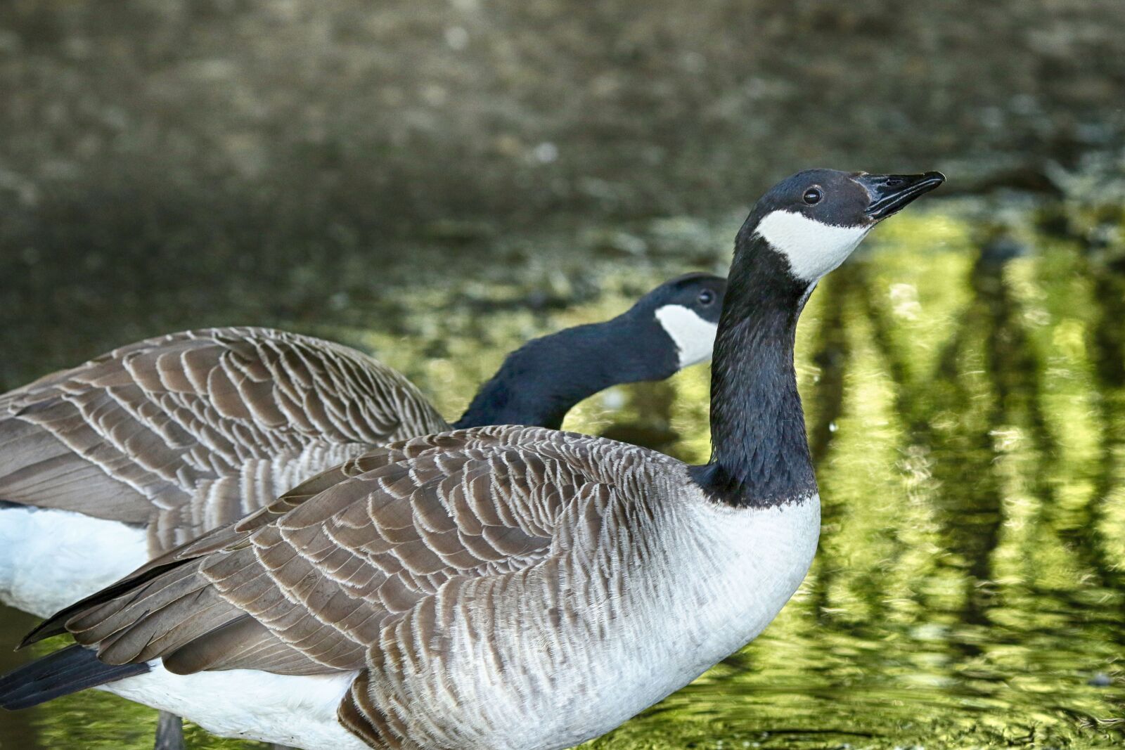 Canon EOS 7D Mark II + Canon EF 135mm F2L USM sample photo. Bird, lake, water photography