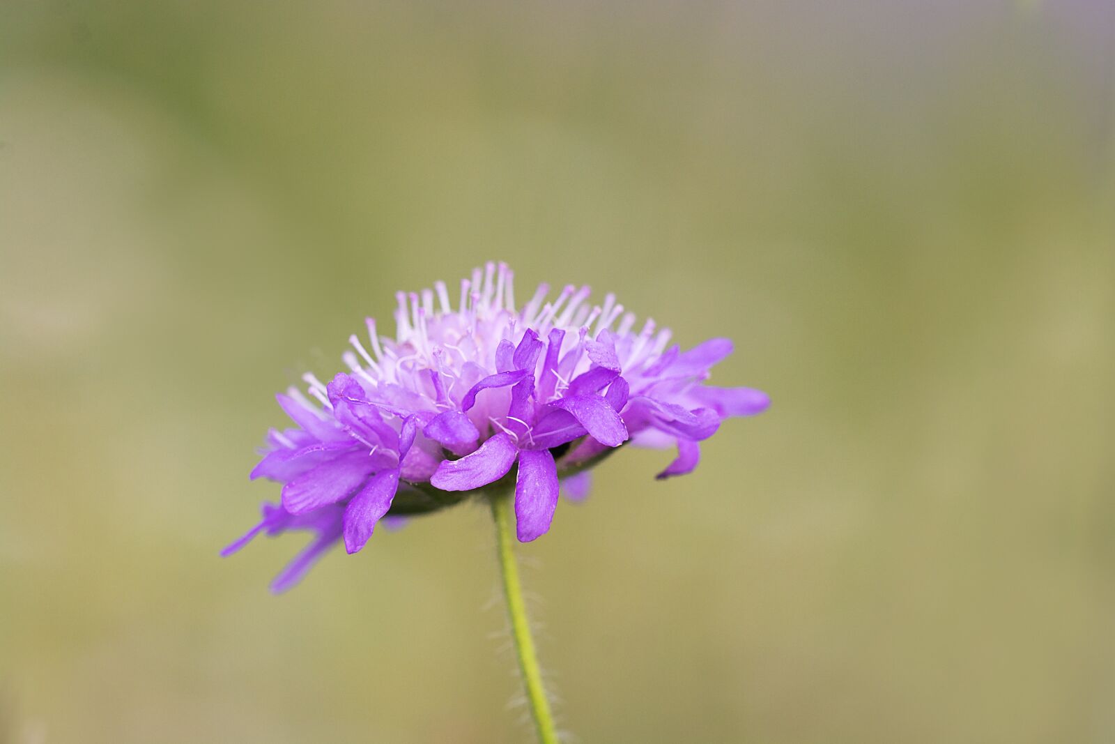 Nikon D7100 sample photo. Flower, pointed flower, plant photography