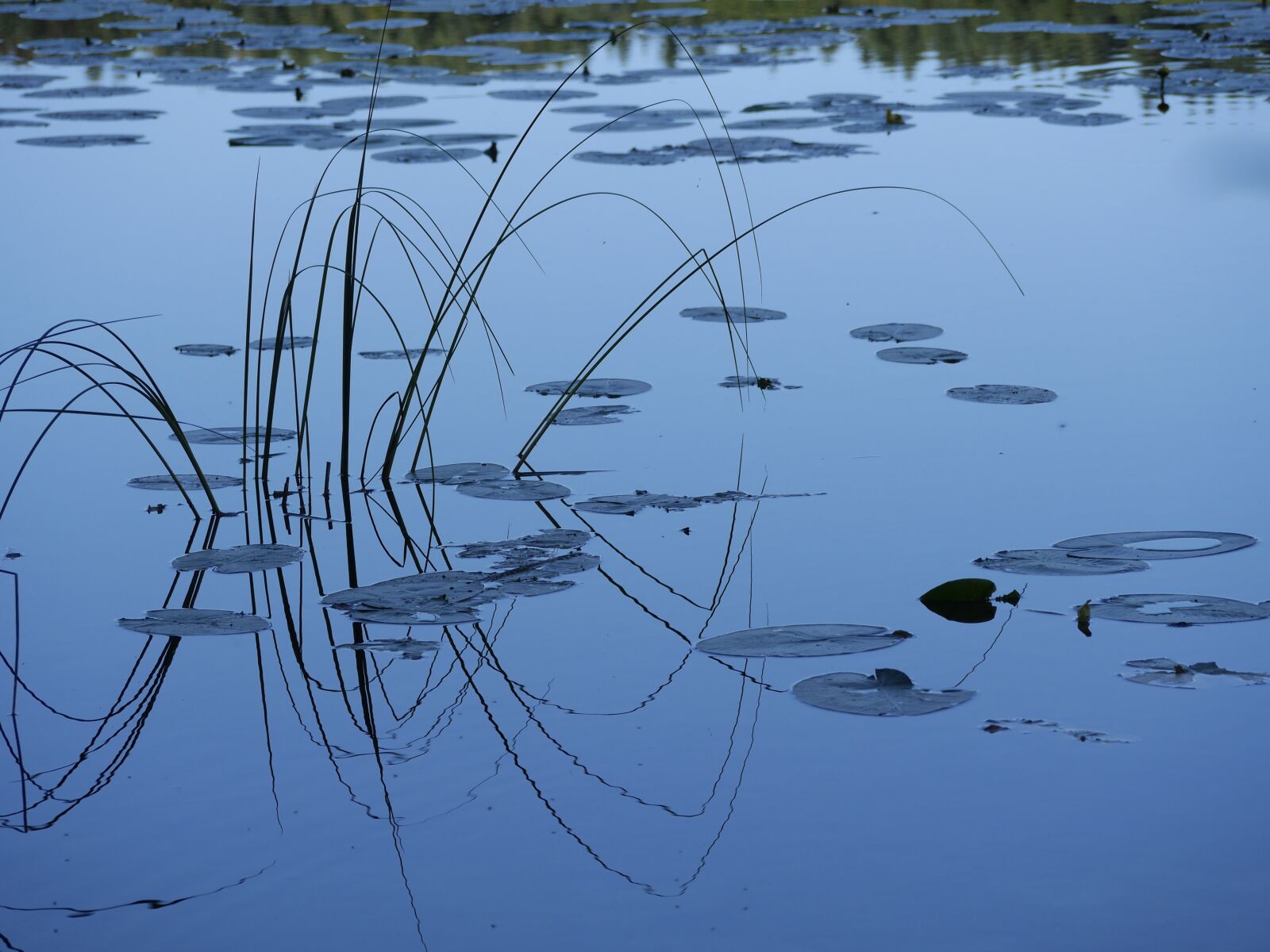 Panasonic Lumix DMC-GH3 sample photo. Lake, reflection, lillypads photography