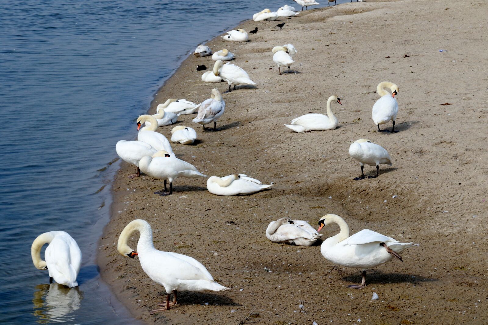 Canon EOS 7D Mark II sample photo. Swans, beach, water photography