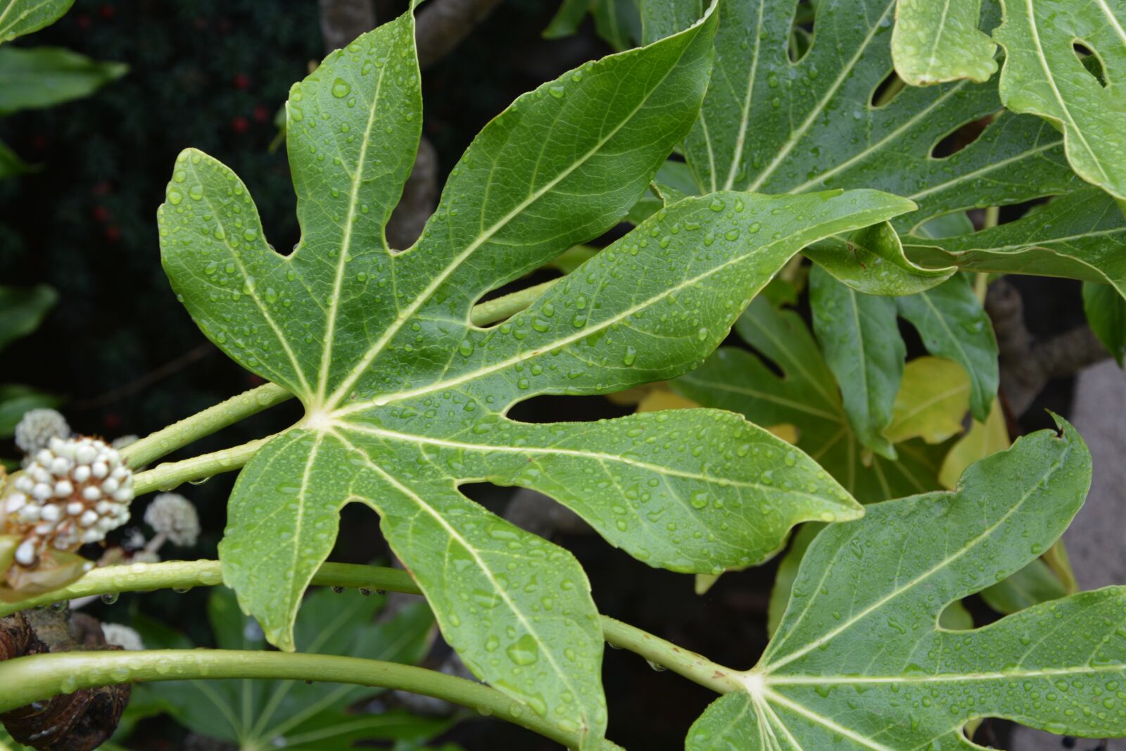 Nikon D5200 sample photo. Leaf, plant, green photography