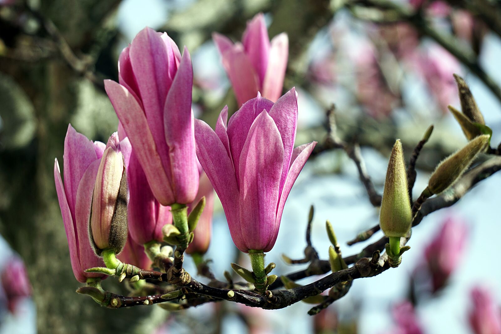 Sony a6000 sample photo. Magnolias, flowers, tree photography