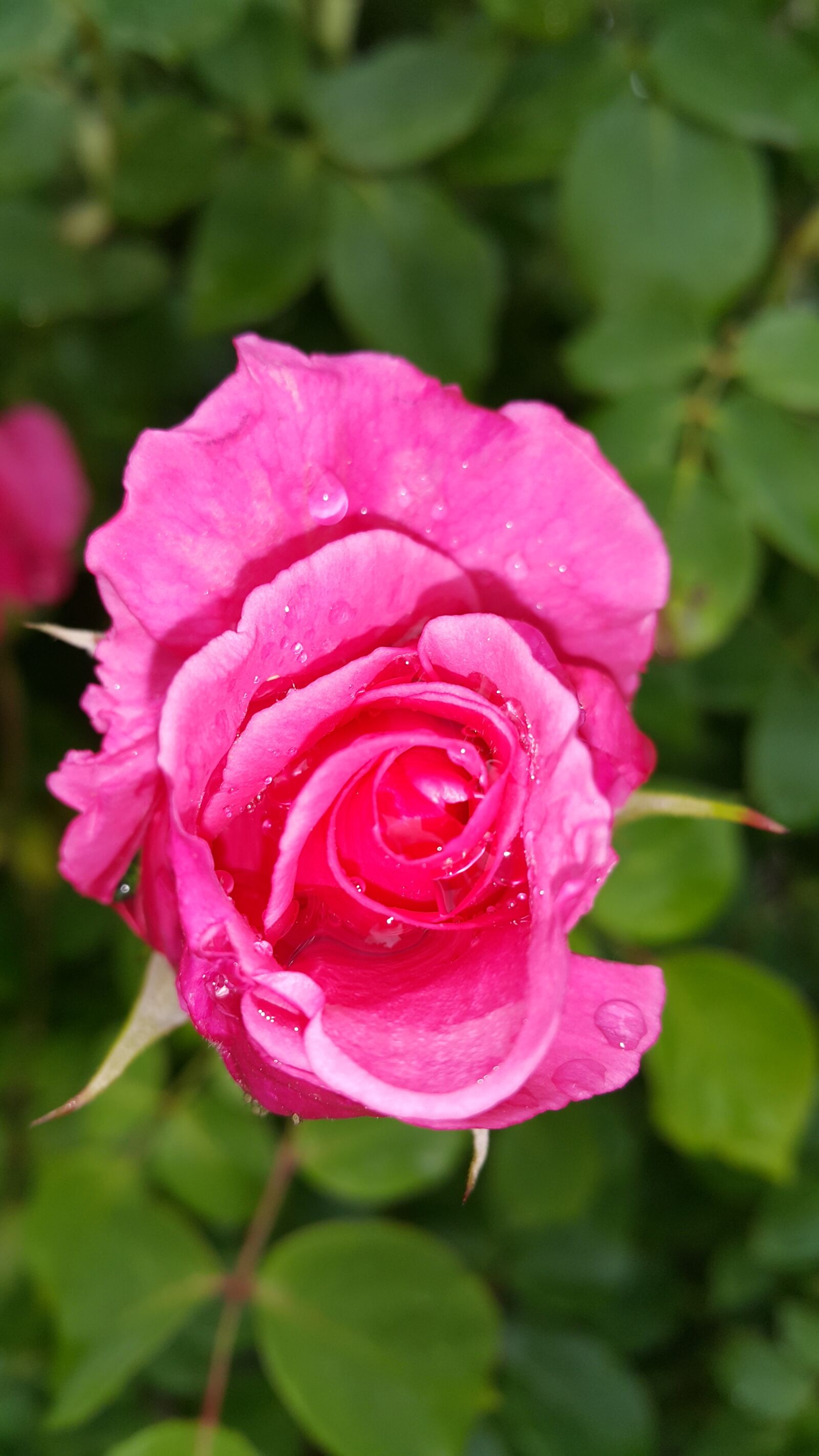 Samsung Galaxy Note4 sample photo. Rose photography