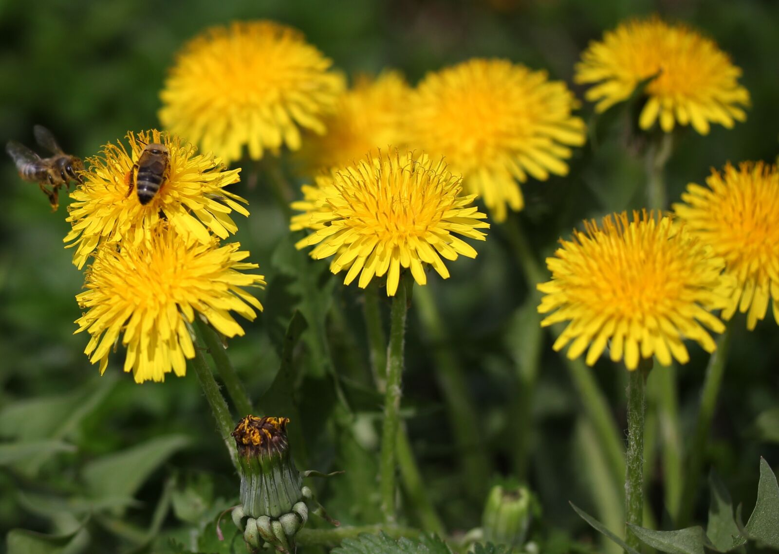 Canon EF-S 60mm F2.8 Macro USM sample photo. Dandelion, bee, yellow photography