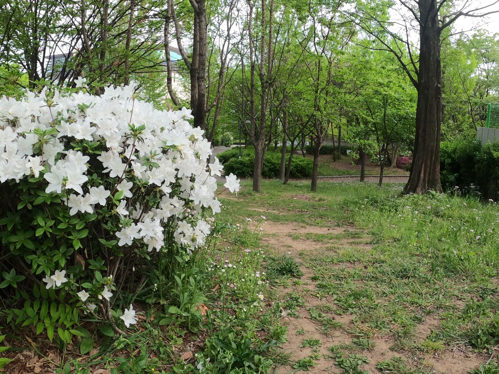 GoPro Hero8 Black sample photo. Nature, flower, flowers photography