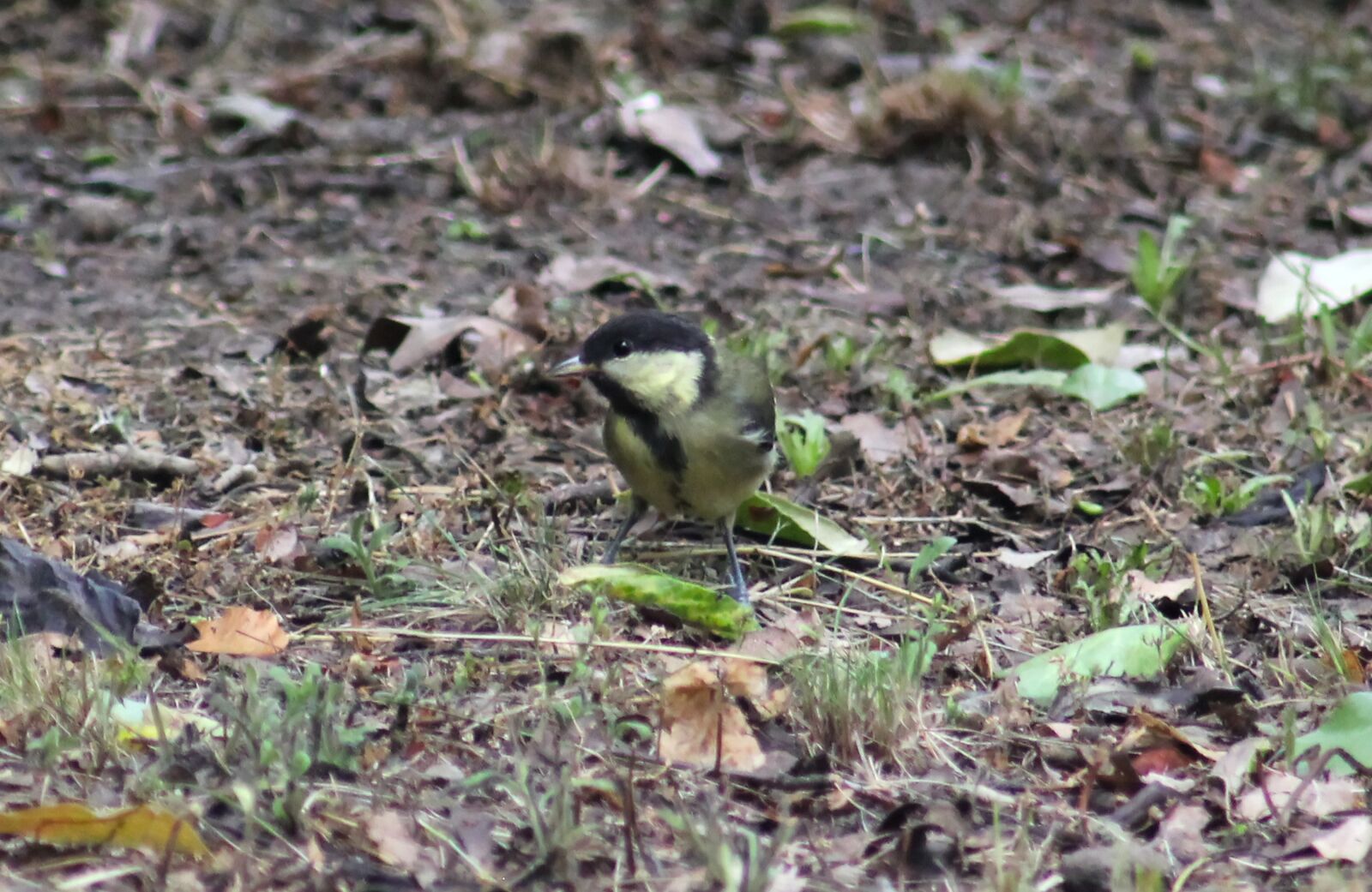 Canon EOS 550D (EOS Rebel T2i / EOS Kiss X4) sample photo. Tit, garden bird, animal photography
