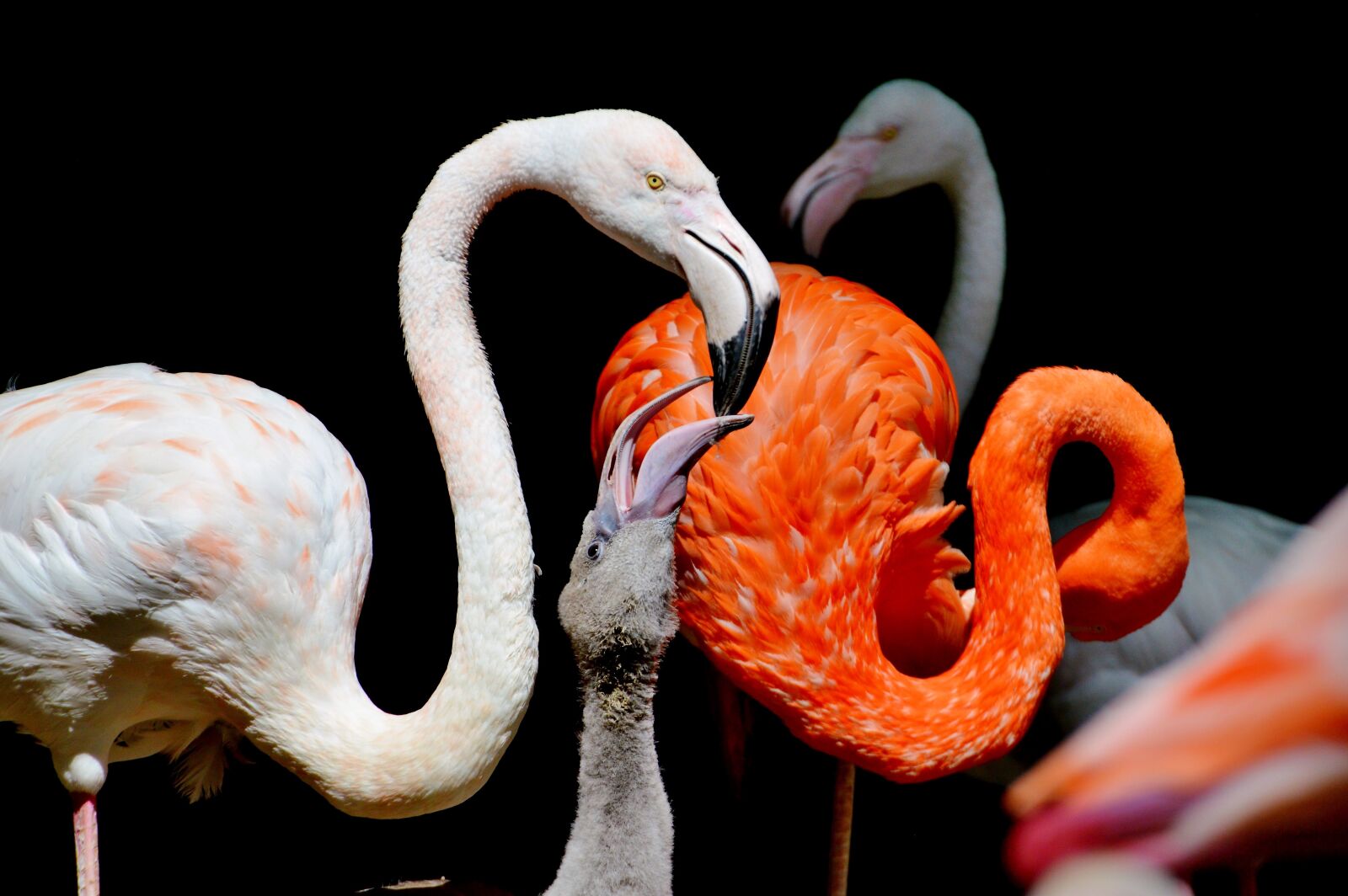 Nikon D3200 sample photo. Flamingo, bird, pink photography