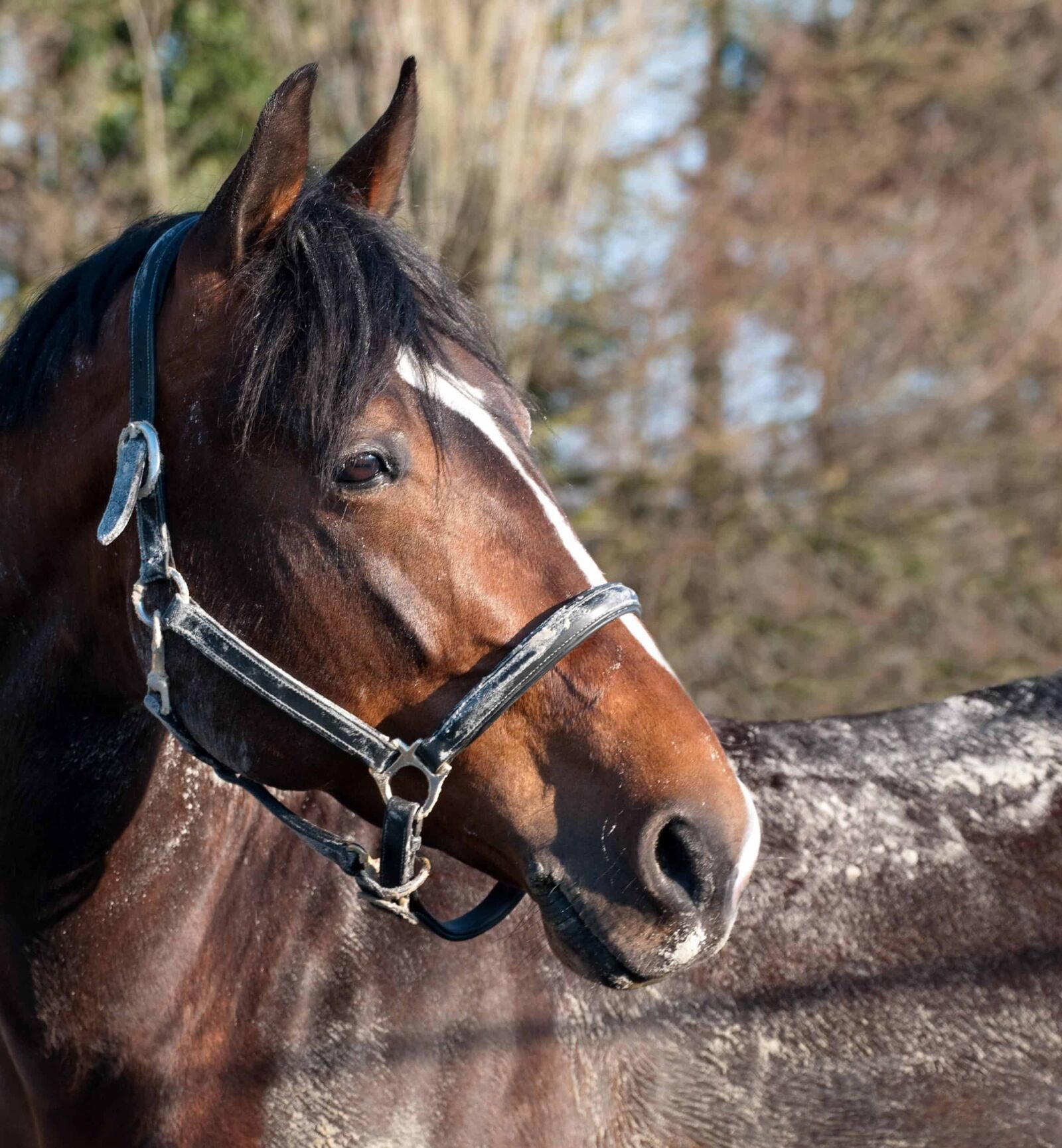 Nikon D300 sample photo. Horse, cavalry, portrait, animal photography
