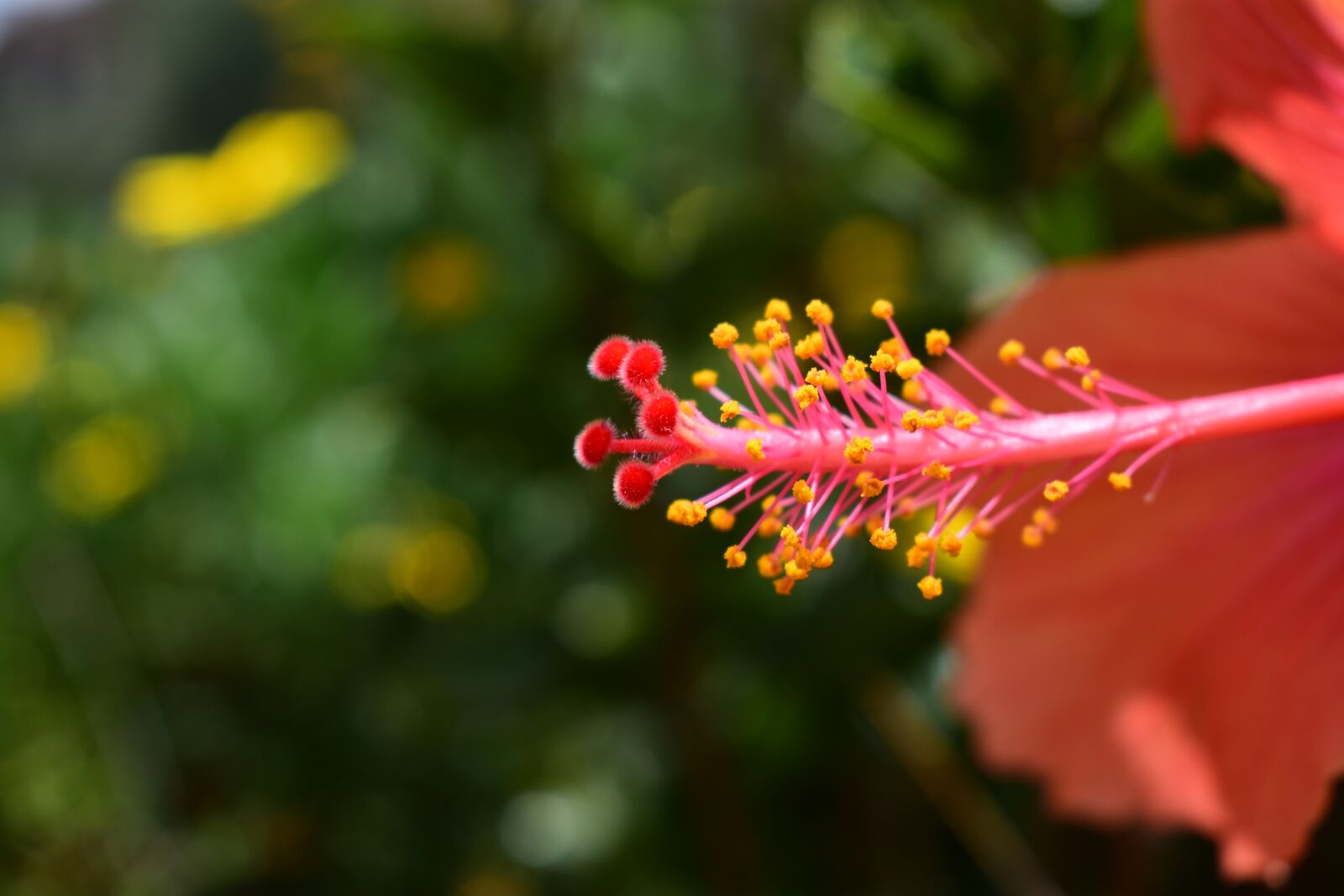 Nikon D3400 sample photo. Flower, nature, plant photography