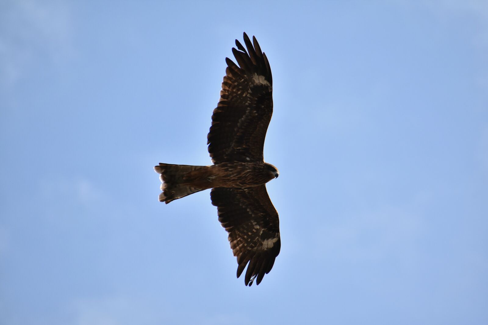 Nikon D7200 sample photo. Animal, sky, bird photography
