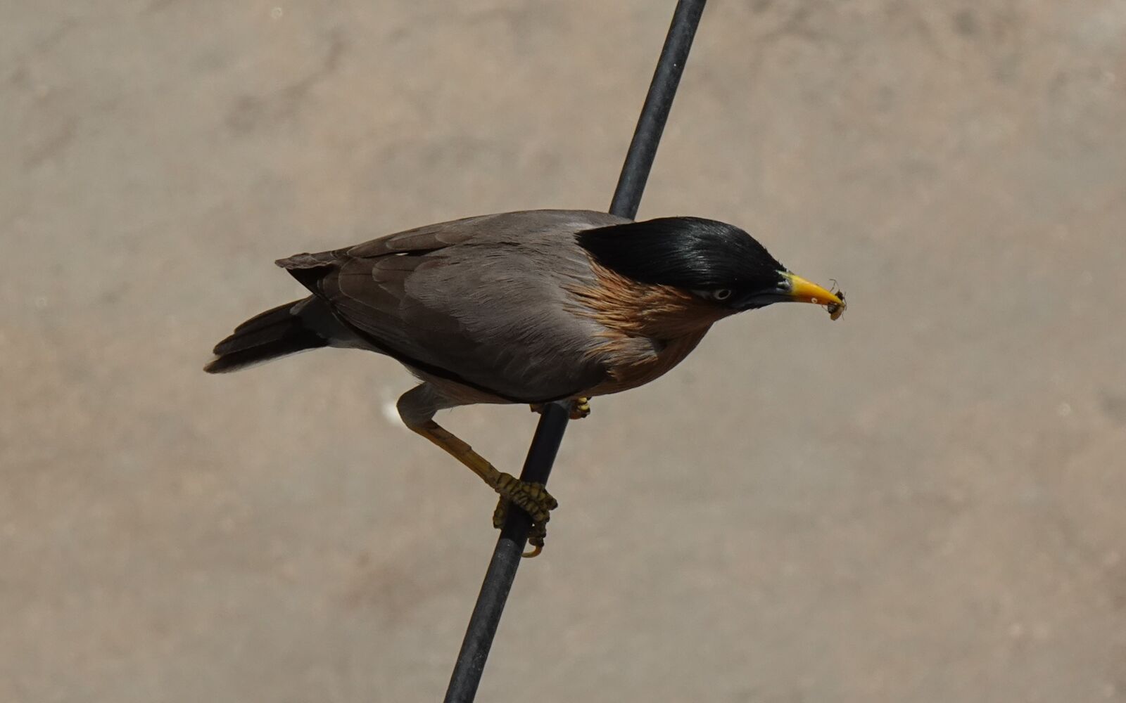 Sony DSC-WX800 sample photo. Bird, aves, brahminy myna photography
