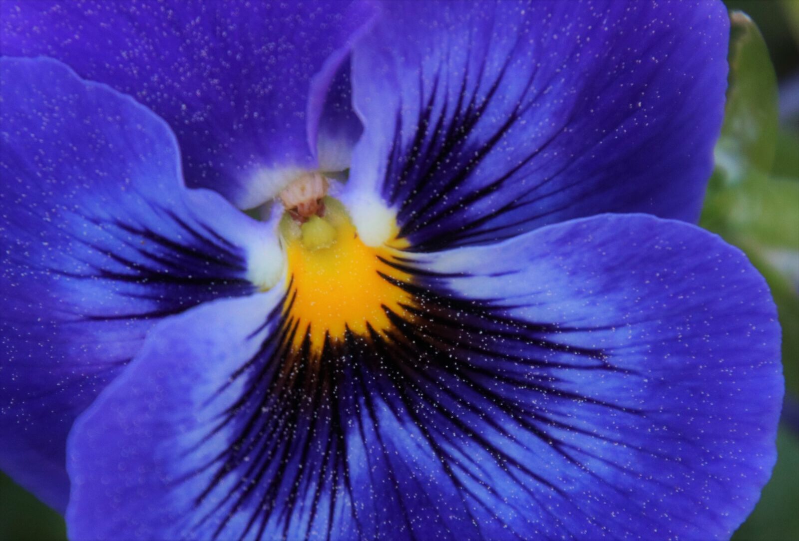 Canon EOS 80D sample photo. Blue, pansy, pollen photography