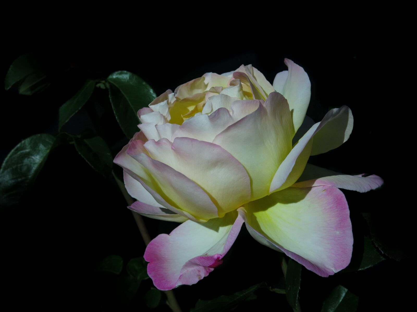 Canon PowerShot G15 sample photo. Rose, pink, soft pink photography