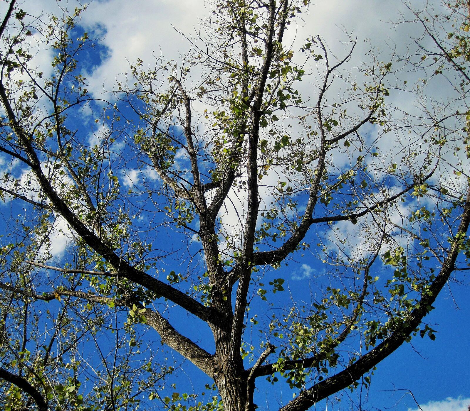 Canon PowerShot SD1200 IS (Digital IXUS 95 IS / IXY Digital 110 IS) sample photo. Tree, branches, bare tree photography