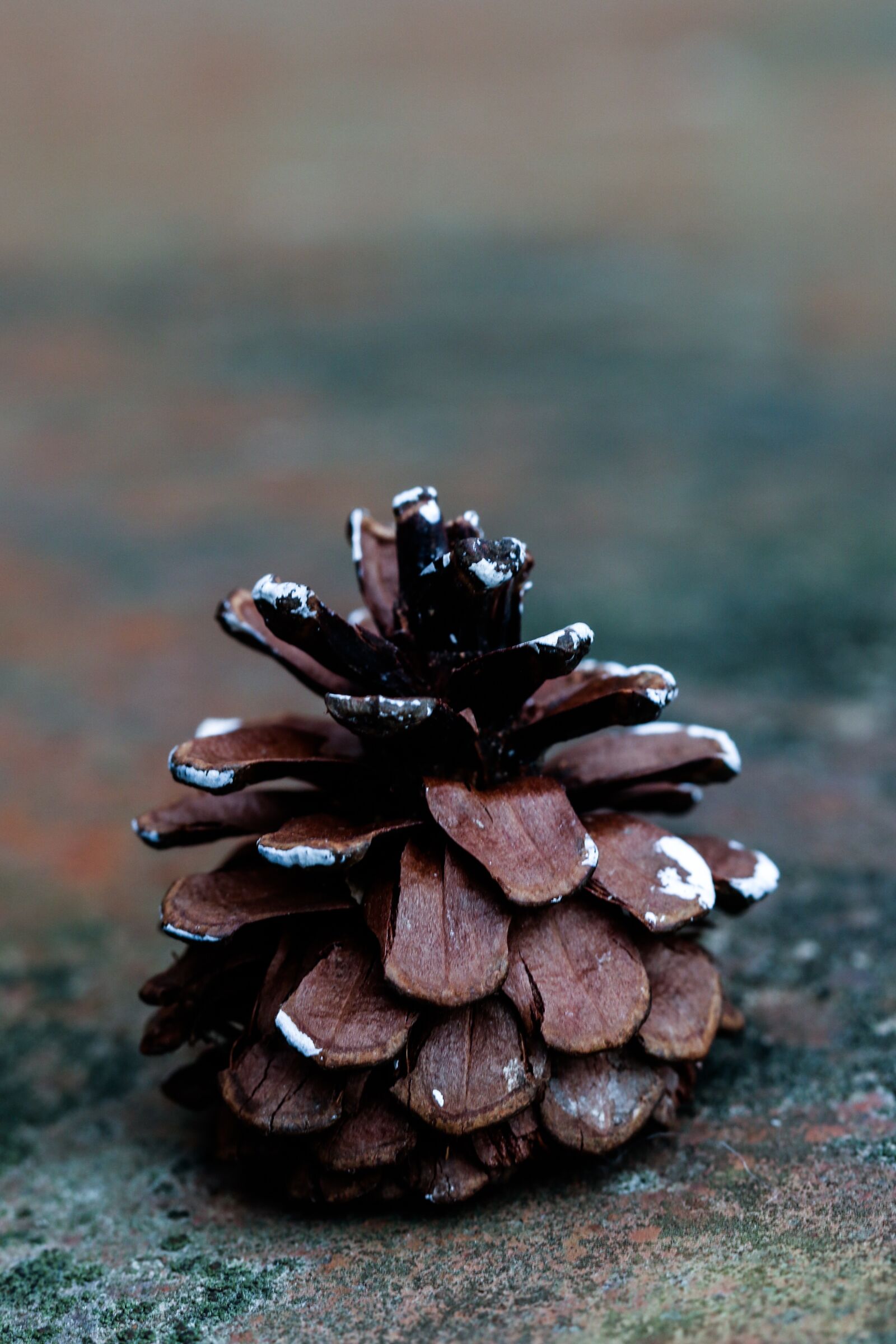 Canon EOS 7D Mark II sample photo. Pinecone, fall, nature photography