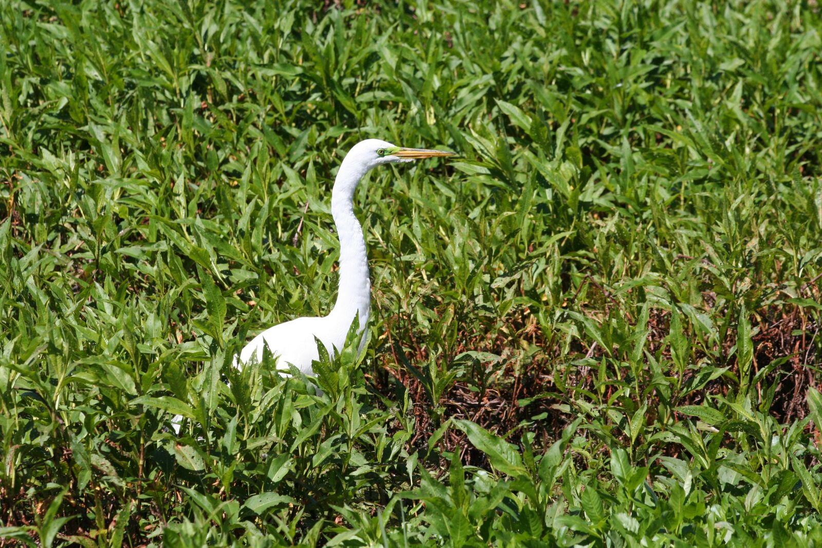 Canon EOS 350D (EOS Digital Rebel XT / EOS Kiss Digital N) sample photo. Bird, white, swamp photography