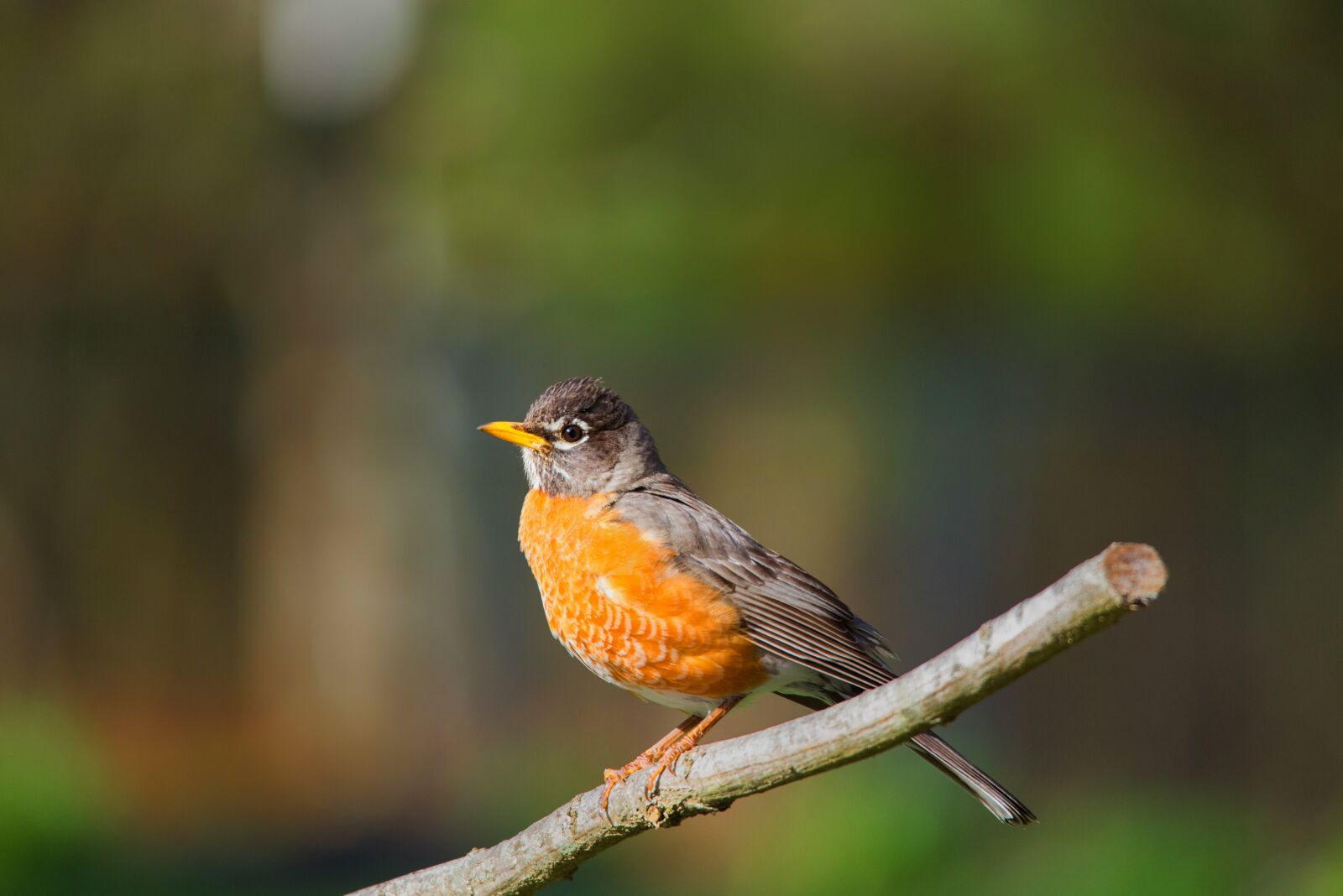 Nikon D800 sample photo. Birds, nature, robin photography