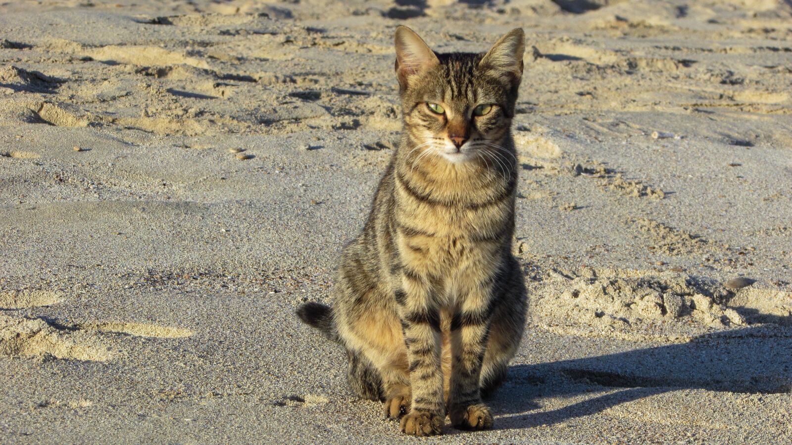 Canon PowerShot SX400 IS sample photo. Cat, stray, beach photography
