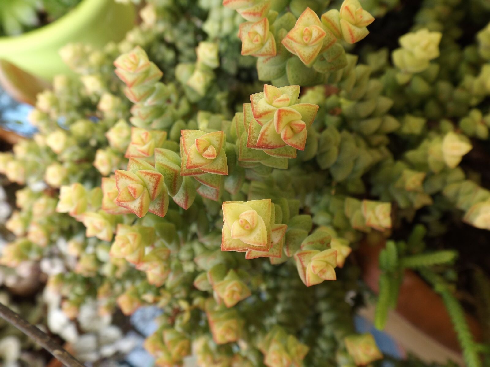 Fujifilm FinePix S4600 sample photo. Succulent plant, green, plants photography