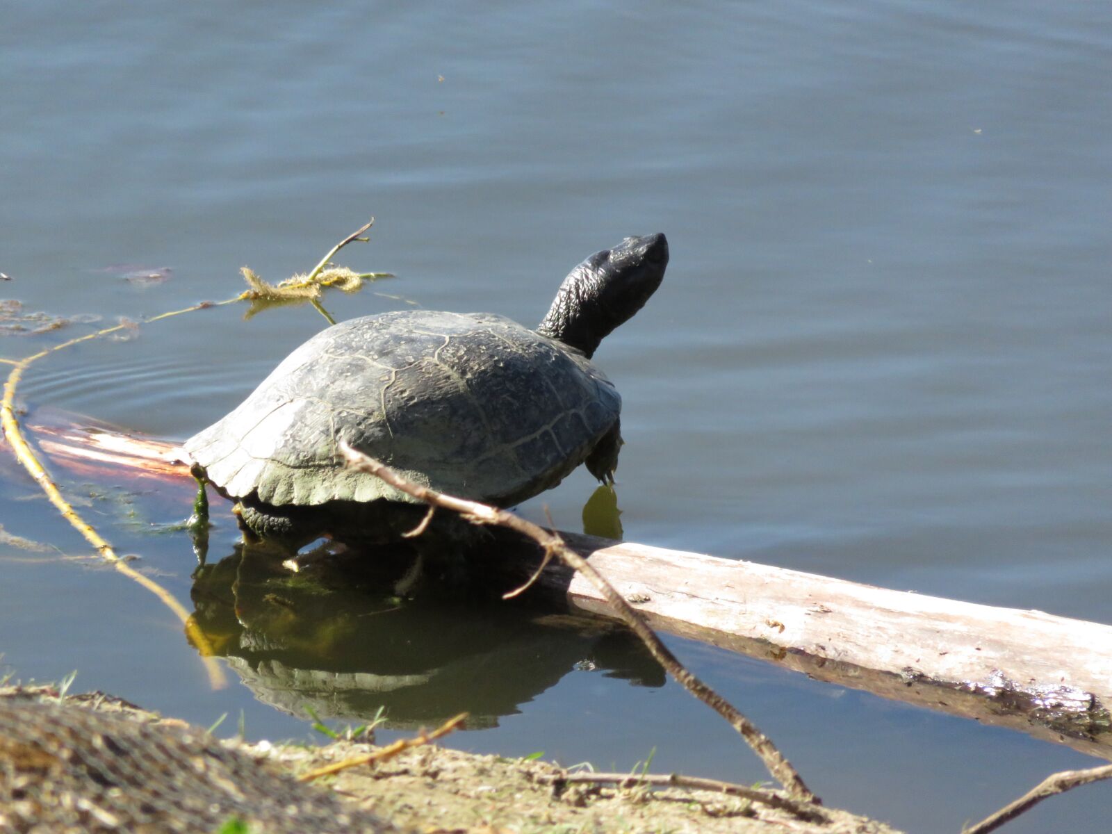 Canon PowerShot SX700 HS sample photo. Turtle, pond, reptile photography