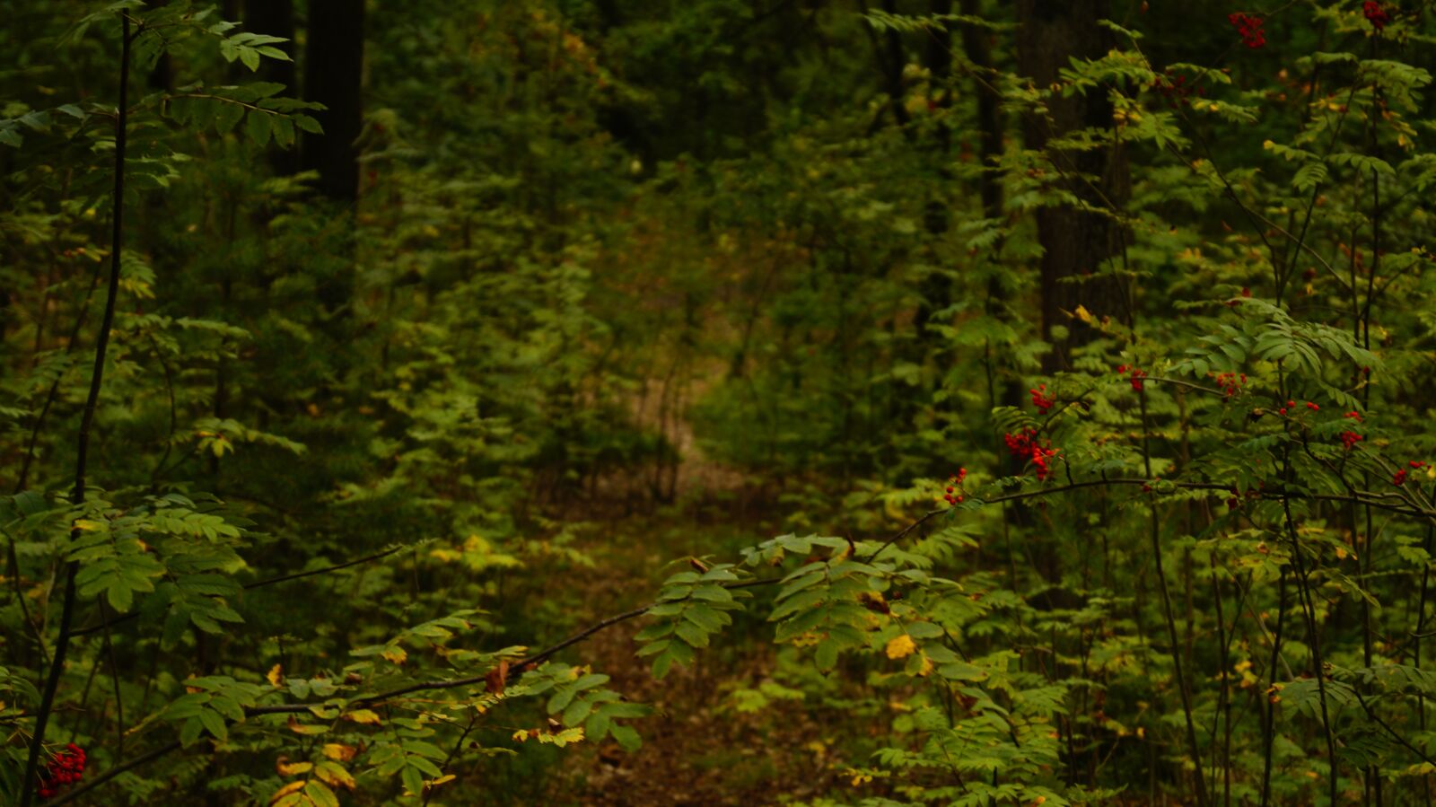 Sony SLT-A37 + Sony DT 18-55mm F3.5-5.6 SAM sample photo. Berries, fruit, forest photography