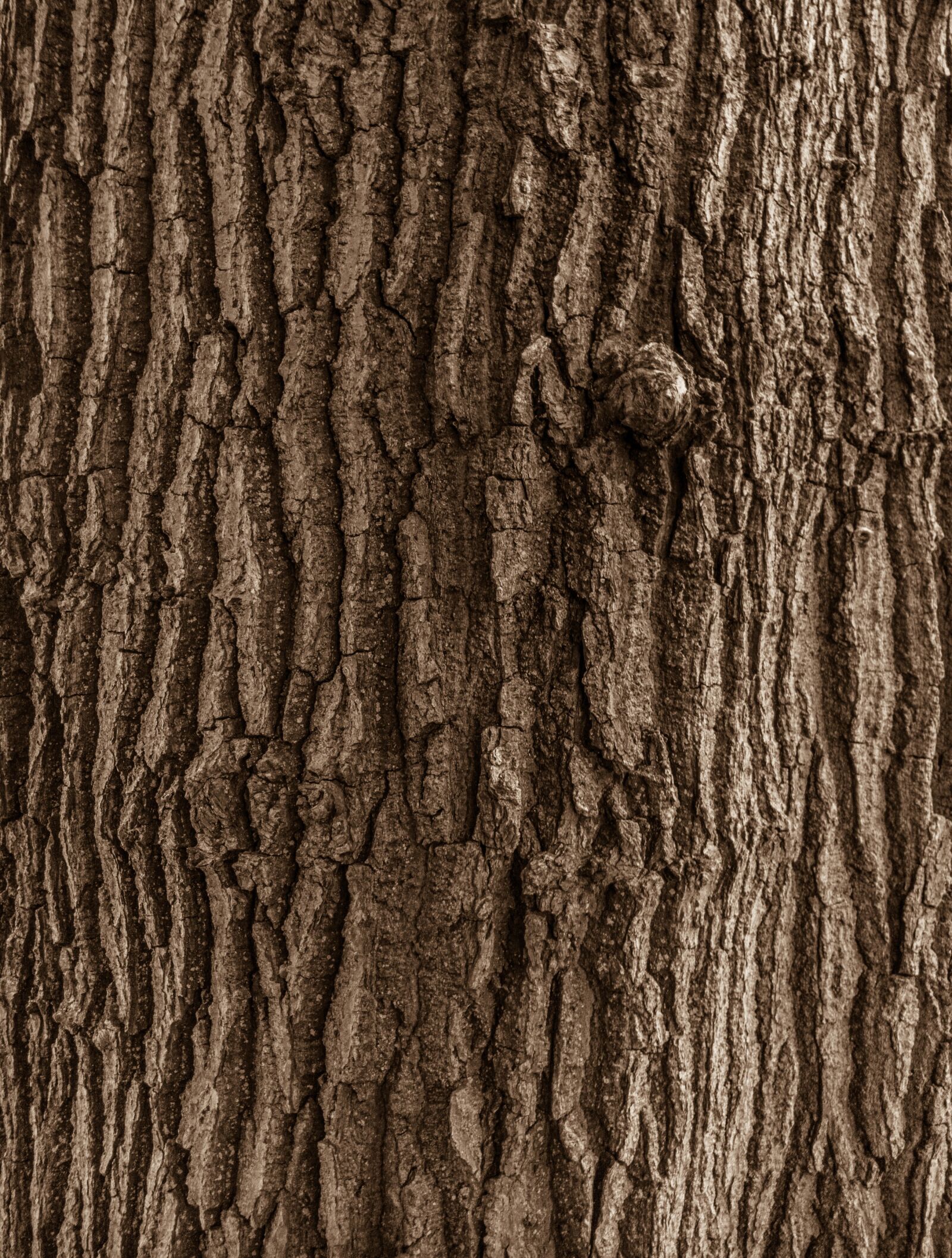 Canon EOS 5D Mark IV sample photo. Wood, texture, forest photography