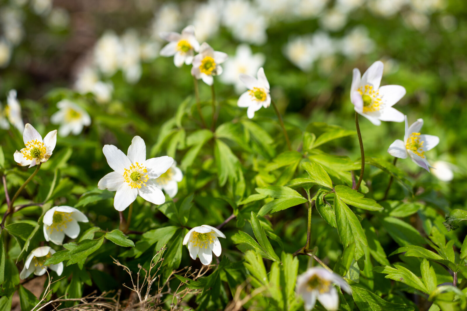 Sony a7R IV + Sony FE 40mm F2.5 G sample photo. Wood anemone rising photography