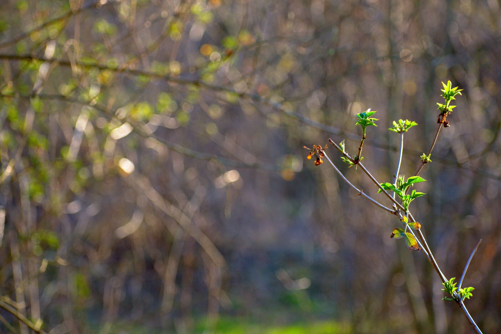 Nikon D5600 sample photo. Spring, nature, branch photography