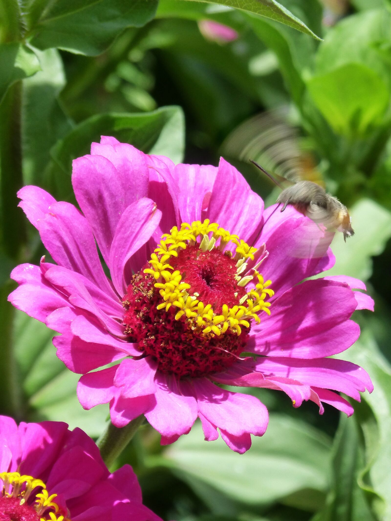 Panasonic DMC-FZ62 sample photo. Macroglossum stellatarum, sphinx hummingbird photography
