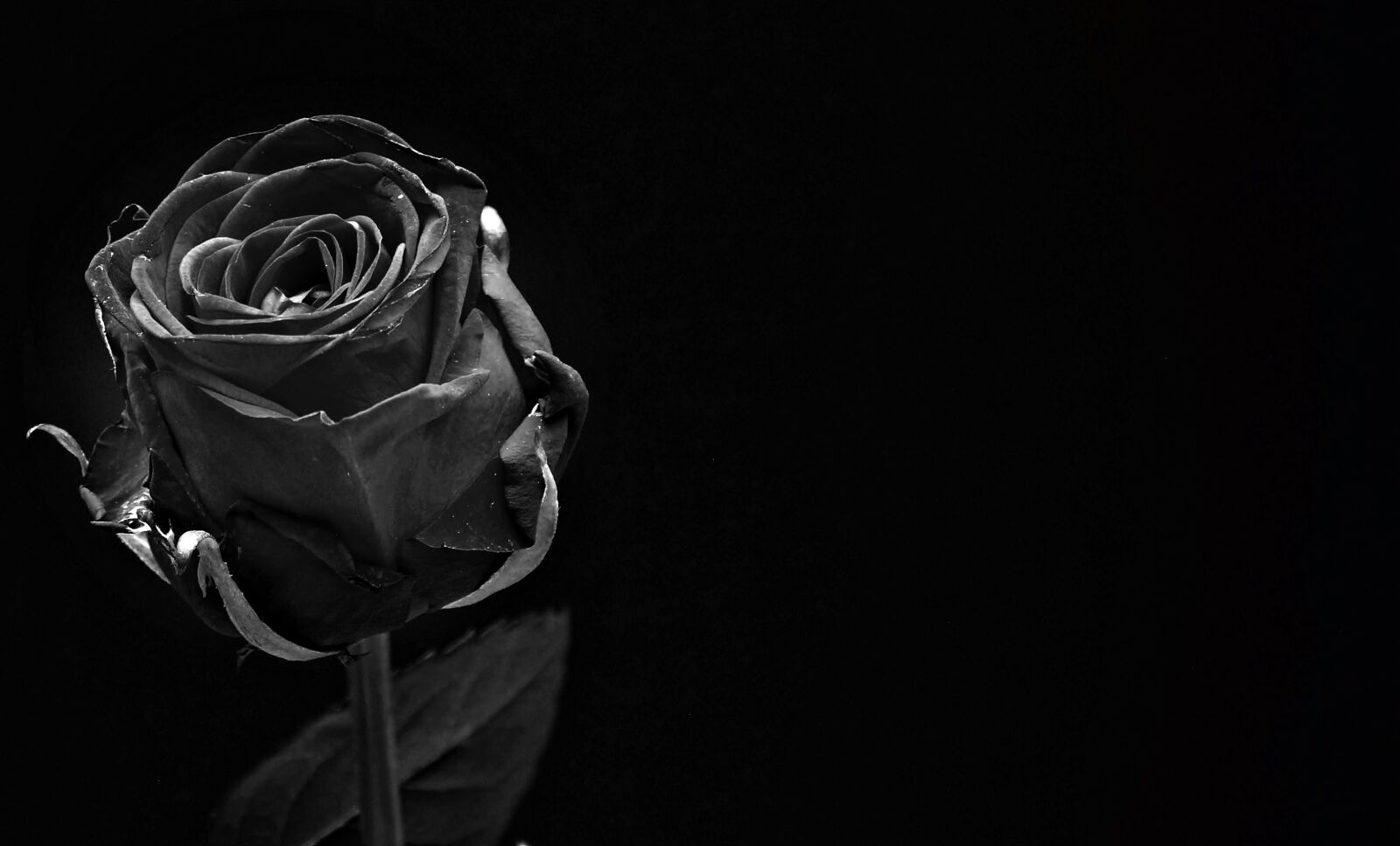 Canon EOS 550D (EOS Rebel T2i / EOS Kiss X4) sample photo. Rose, black, rose bloom photography