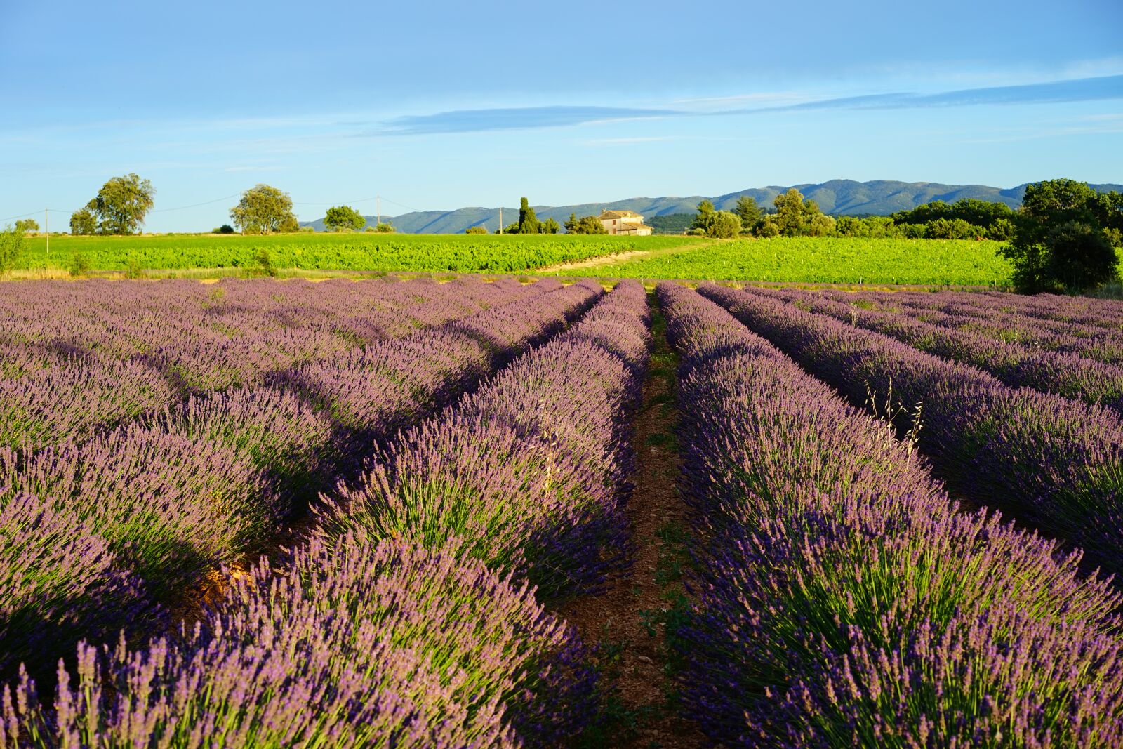 Sony a7 + Sony Sonnar T* FE 55mm F1.8 ZA sample photo. Lavender field, evening light photography